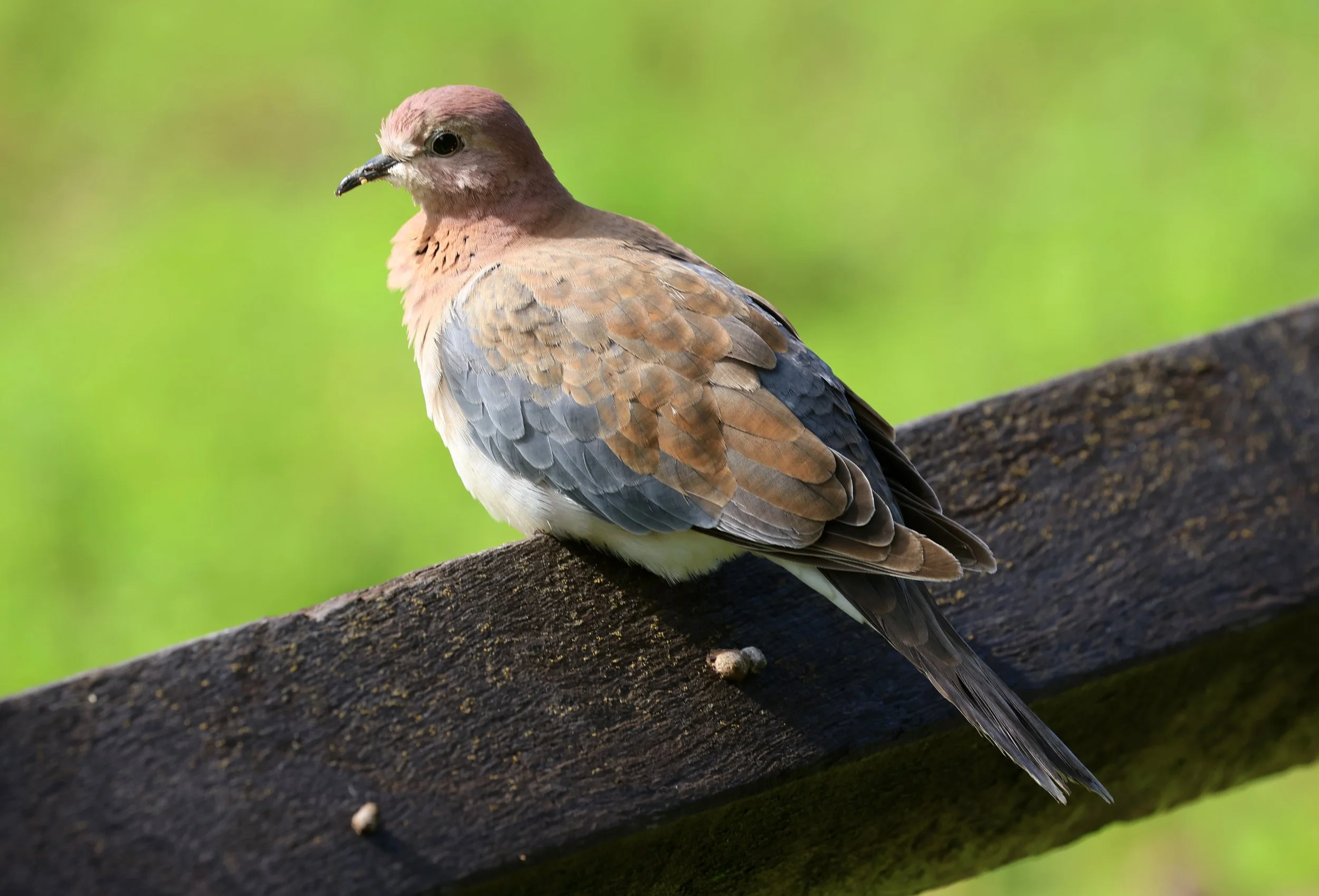Laughing Dove (Spilopelia senegalensis) Rottnest Island - Western Australia (20).jpg