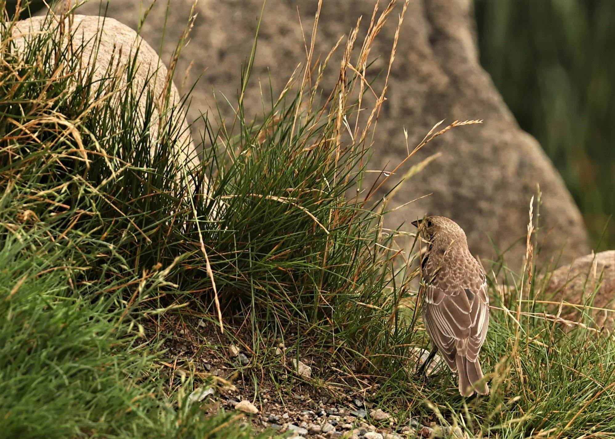 House Finch (Haemorhous mexicanus) June Lake, California (4).jpg