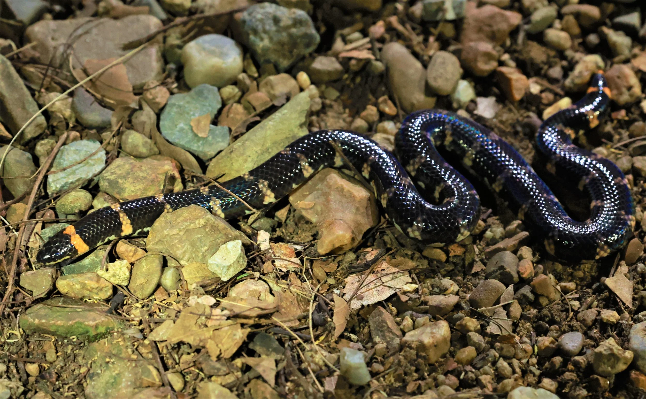 Jodi's Pipe Snake (Cylindrophis jodiae - Jodi's Pipe Snake - Baan Maka Nature Resort Thailand (17)