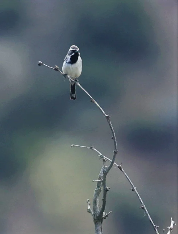 Black-throated Sparrow (Amphispiza bilineata) Cave Creek Arizona (2).jpg