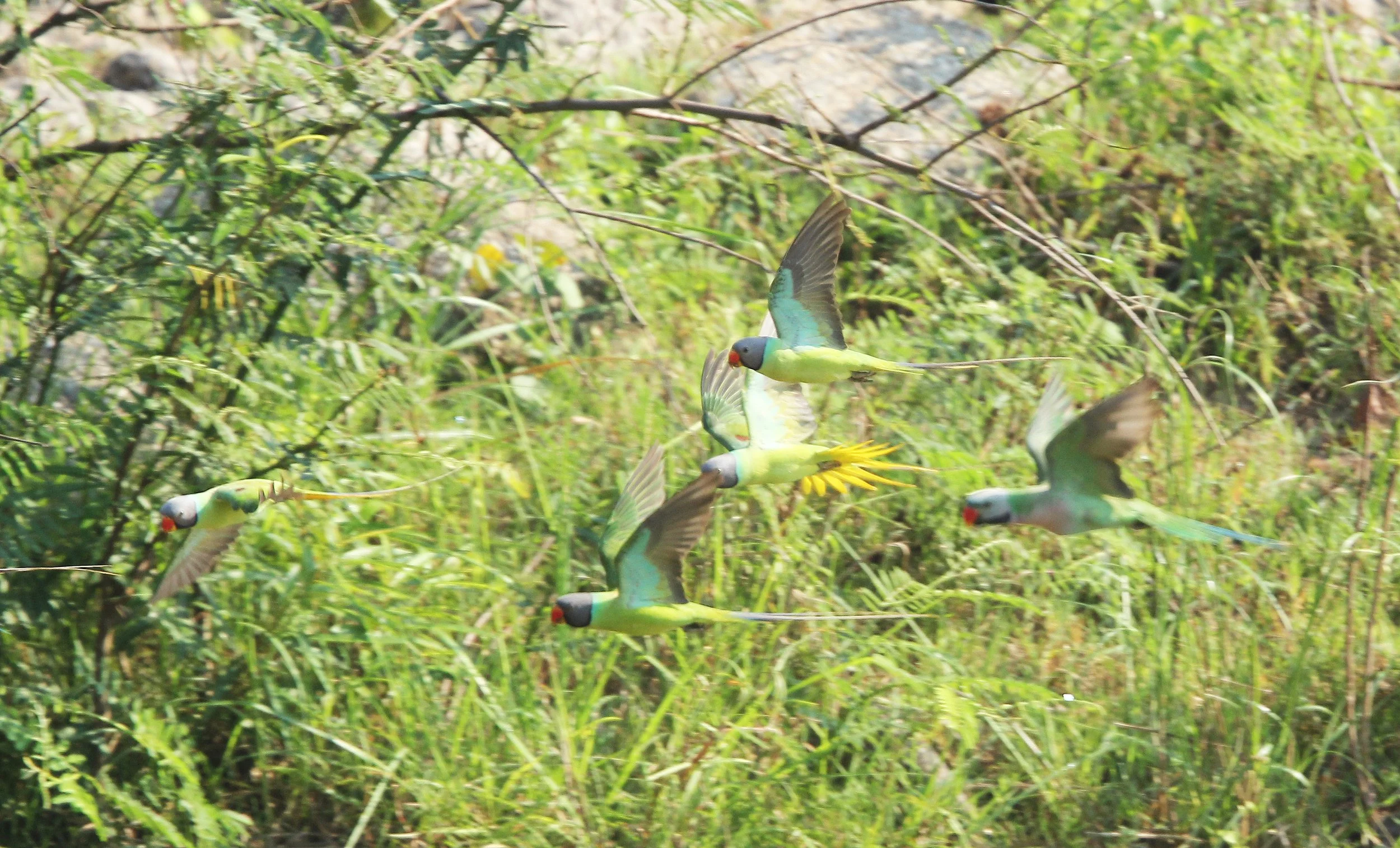 BIRD - PARAKEET - RED BREASTED, GREY-HEADED PARAKEETS & VERNAL HANGING PARROT -  HUAI KHA KHAENG NATURE RESERVE - THAILAND (37).JPG