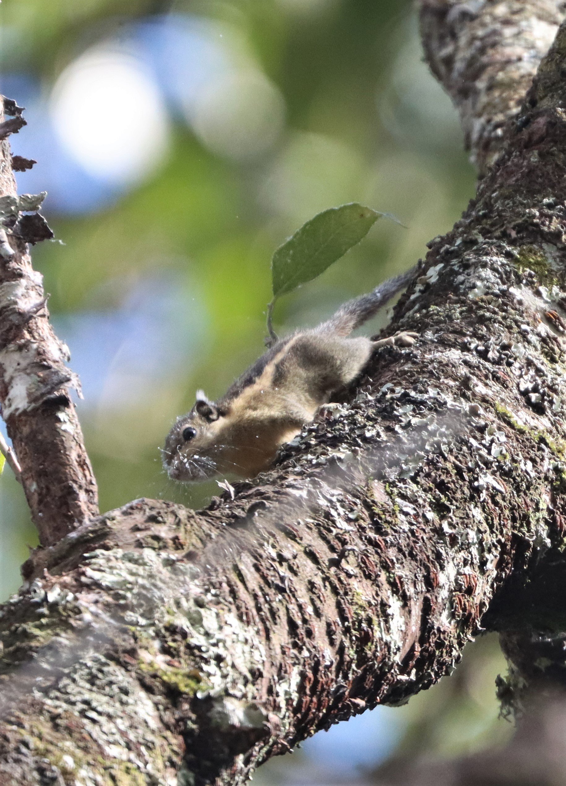 Tamiops mcclellandii - WESTERN OPR HIMALYAN STRIPED SQUIRREL - DOI INTHANON LOWER ELEVATIONS (3).jpg