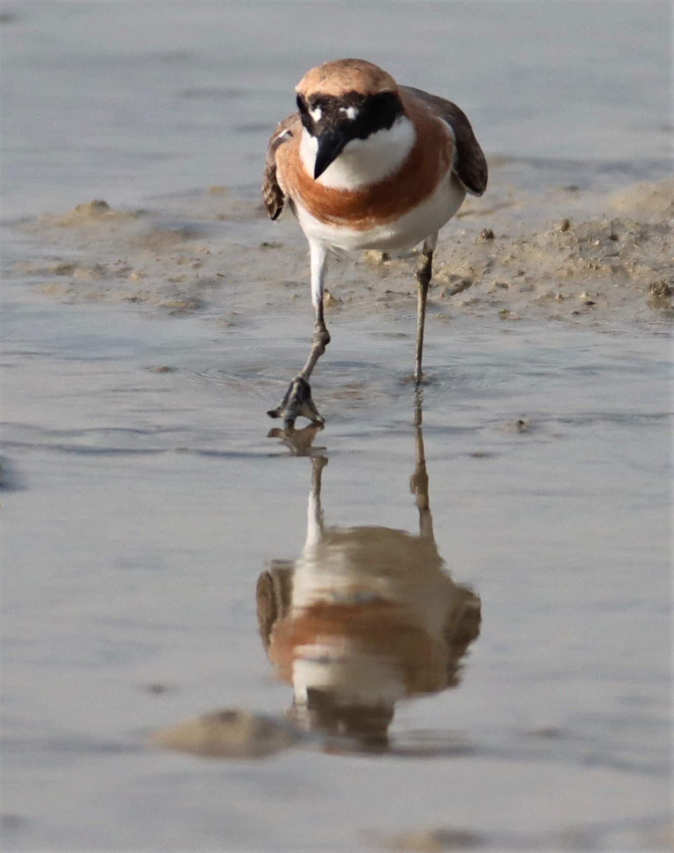 PLOVER - GREATER SAND-PLOVER -Charadrius leschenaultii - LAEM PAKARAM PHANG NGA PROVINCE 2021 (44).jpg
