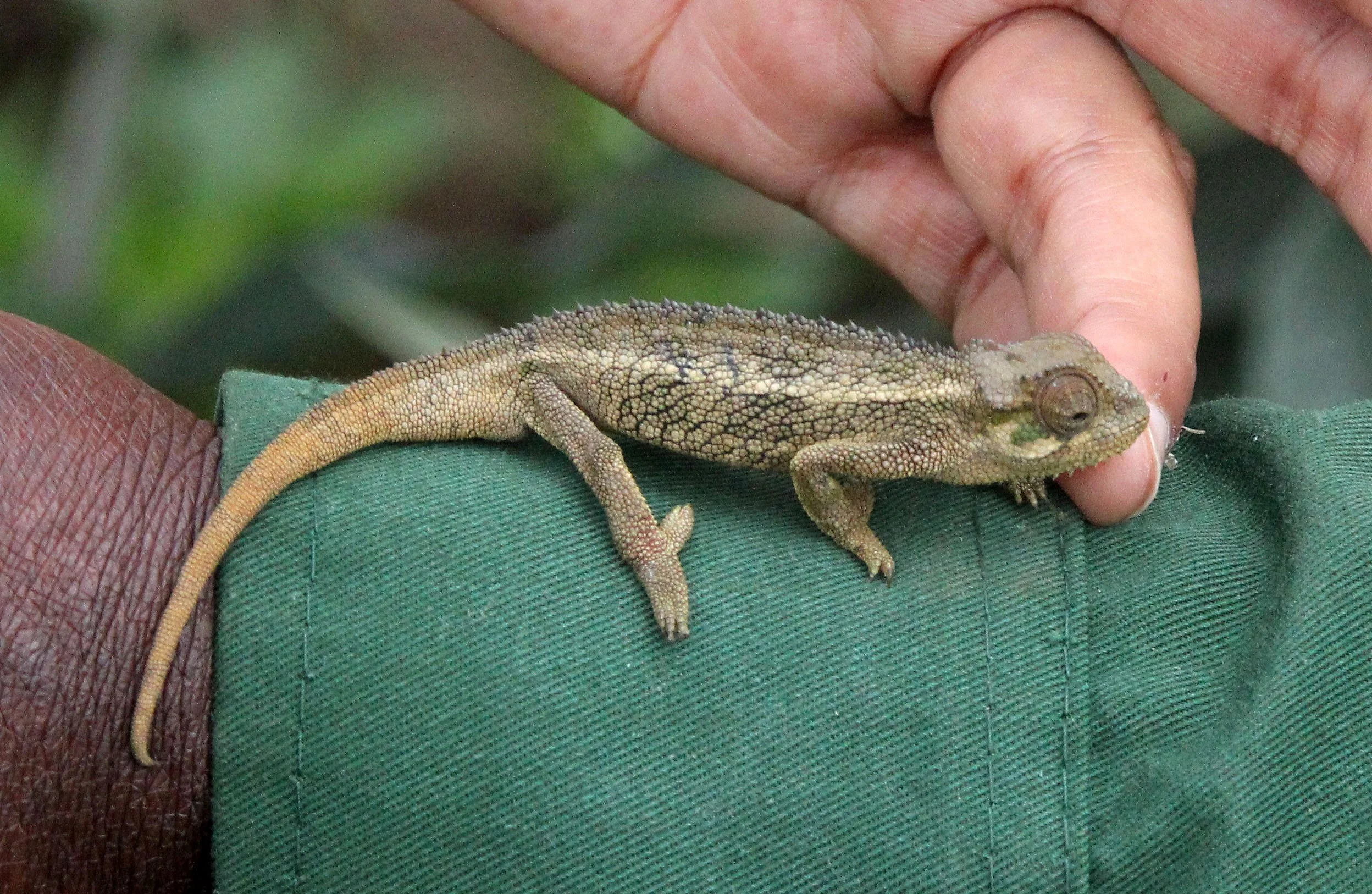 Trioceros rudis - RUDIS CHAMELEON - PARC DU VULCANS RWANDA 2012 (1).JPG