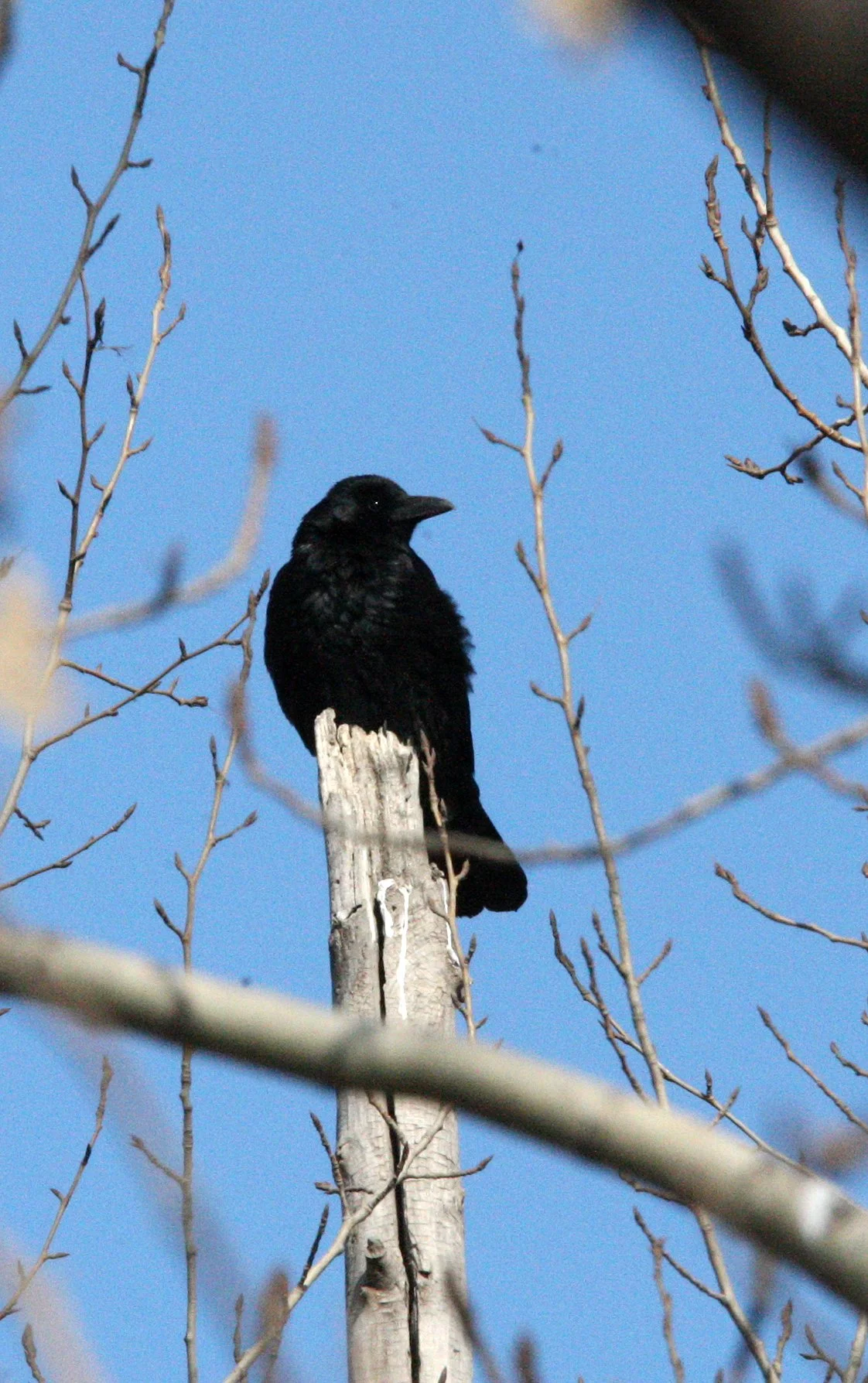BIRD - CROW - CARRION CROW - HARBIN CHINA (8).JPG