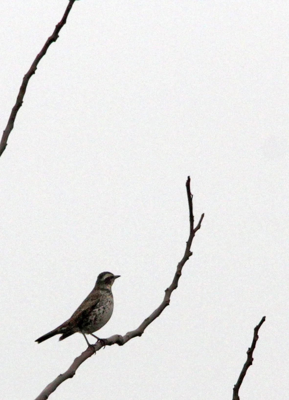 Dusky Thrush (Turdus eunomus) Lake Tai Jiangsu Province China (3).JPG