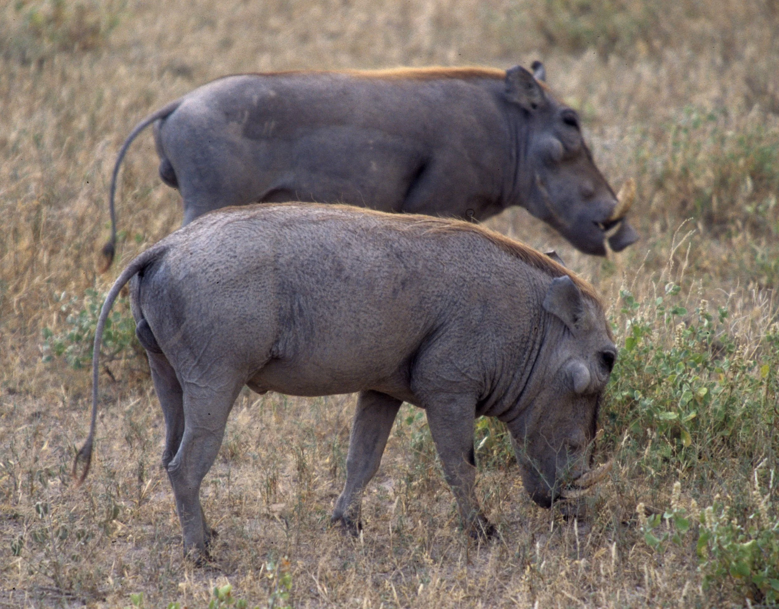 SUIDAE - WARTHOG- SERENGETI (5).jpg