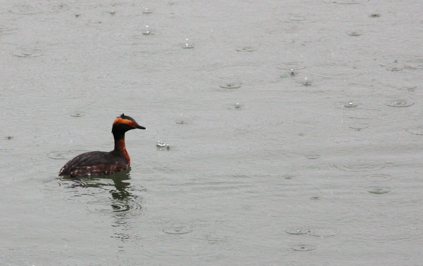 Eared Grebe (Podiceps nigricollis) Arcata Harbor California (4).JPG