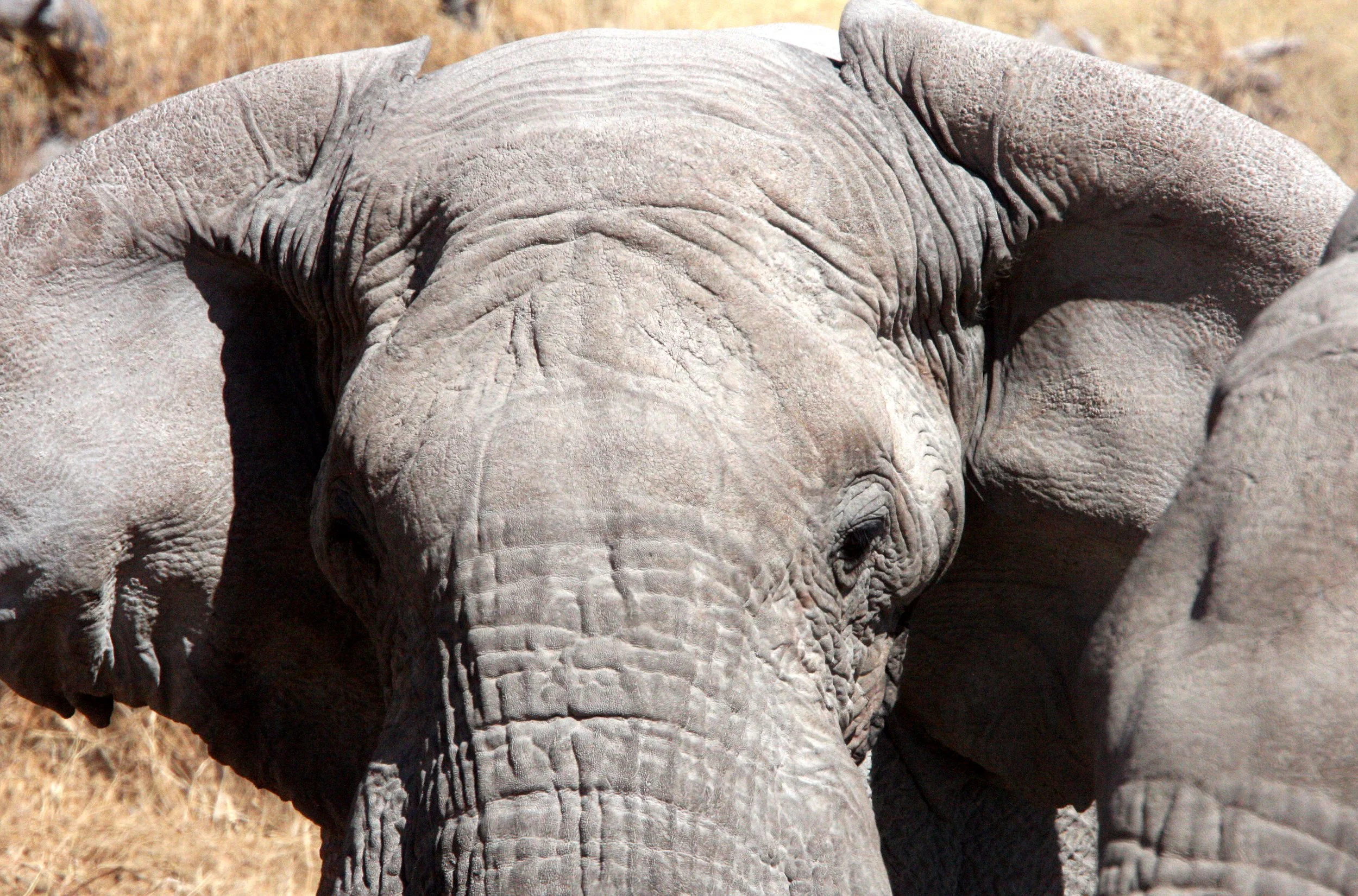 ELEPHANT - AFRICAN ELEPHANT - ETOSHA NATIONAL PARK NAMIBIA (74).JPG