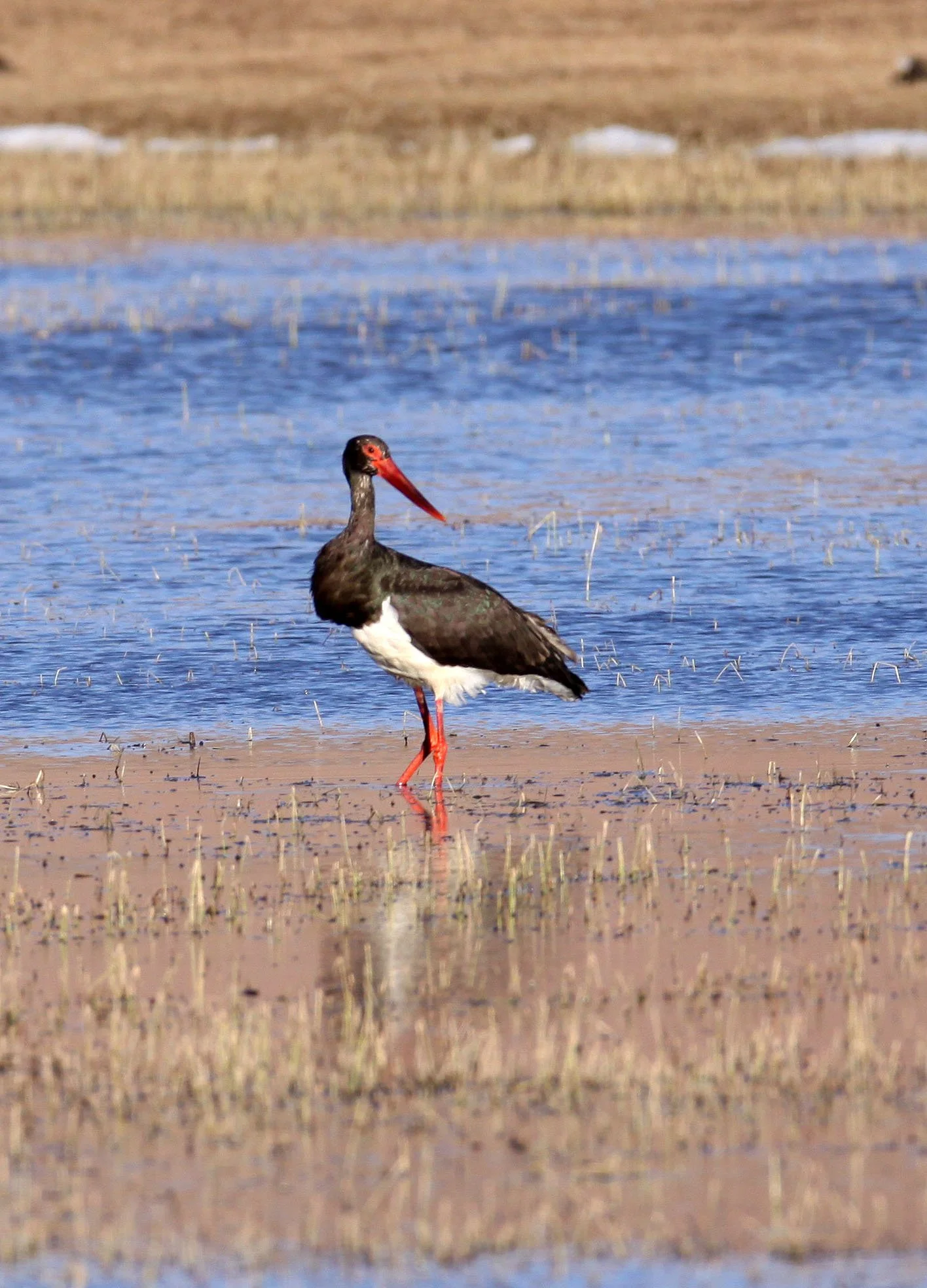 STORK - BLACK STORK - Ciconia nigra - NAPAHAI WETLANDS YUNNAN CHINA (23).JPG