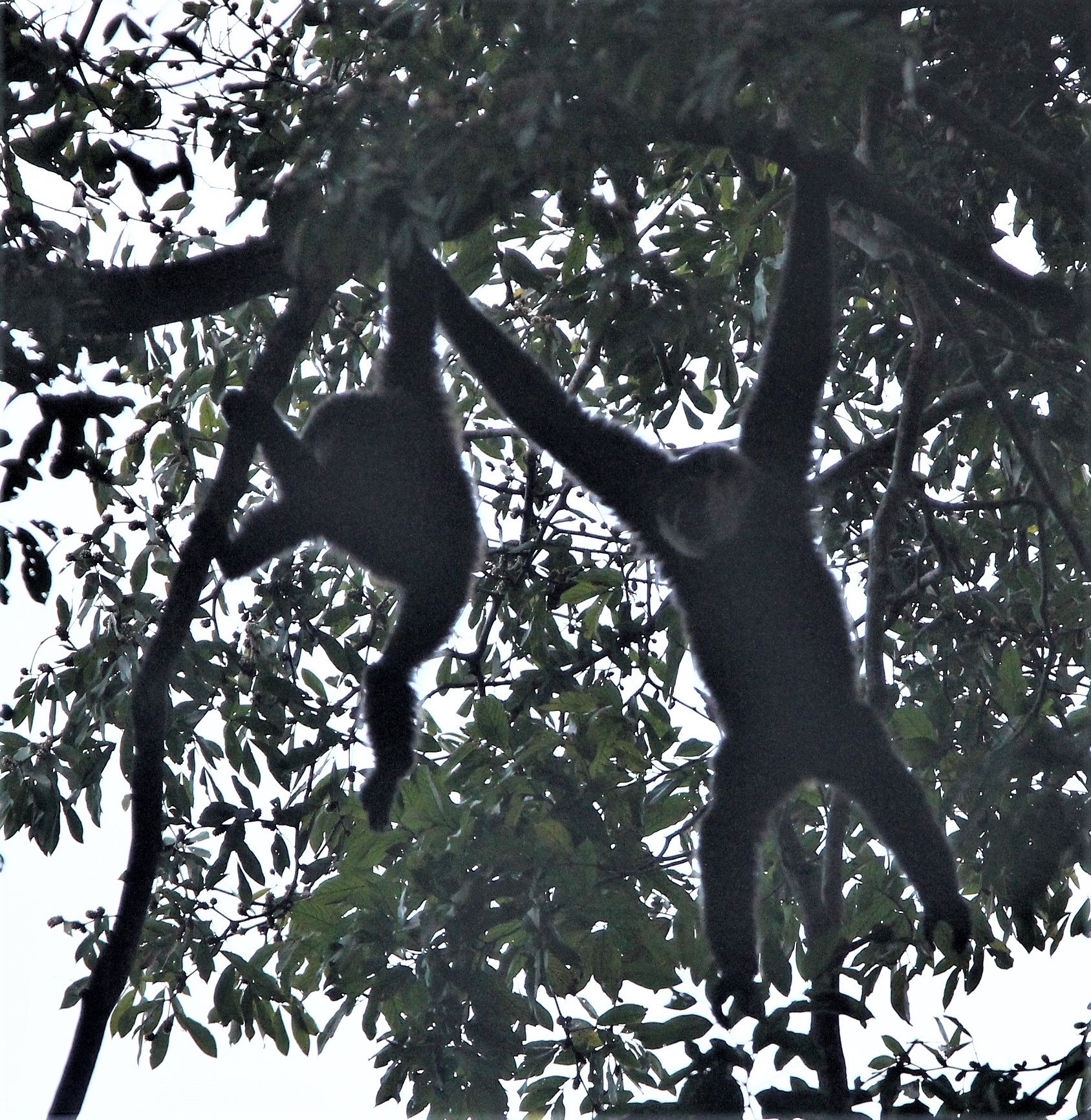 HYLOBATIDAE - Hylobates agilis - AGILE GIBBON - HALA BALA NATIONAL WILDLIFE SANCTUARY aa2.jpg