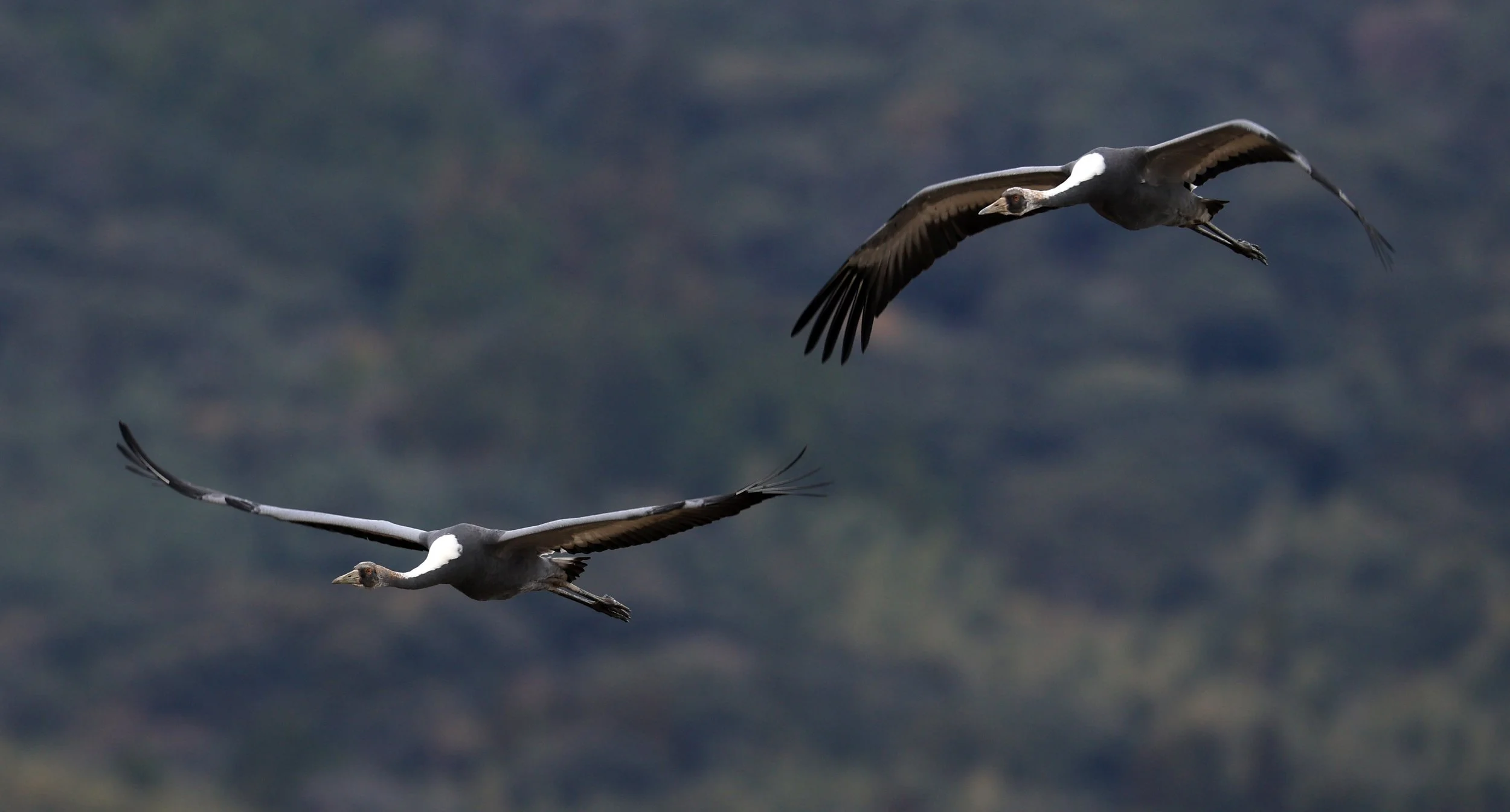 White-naped Crane (Antigone vipio) Izumi Crane Park & Center, Izumi Kagoshima Kyushu Japan (334).jpg