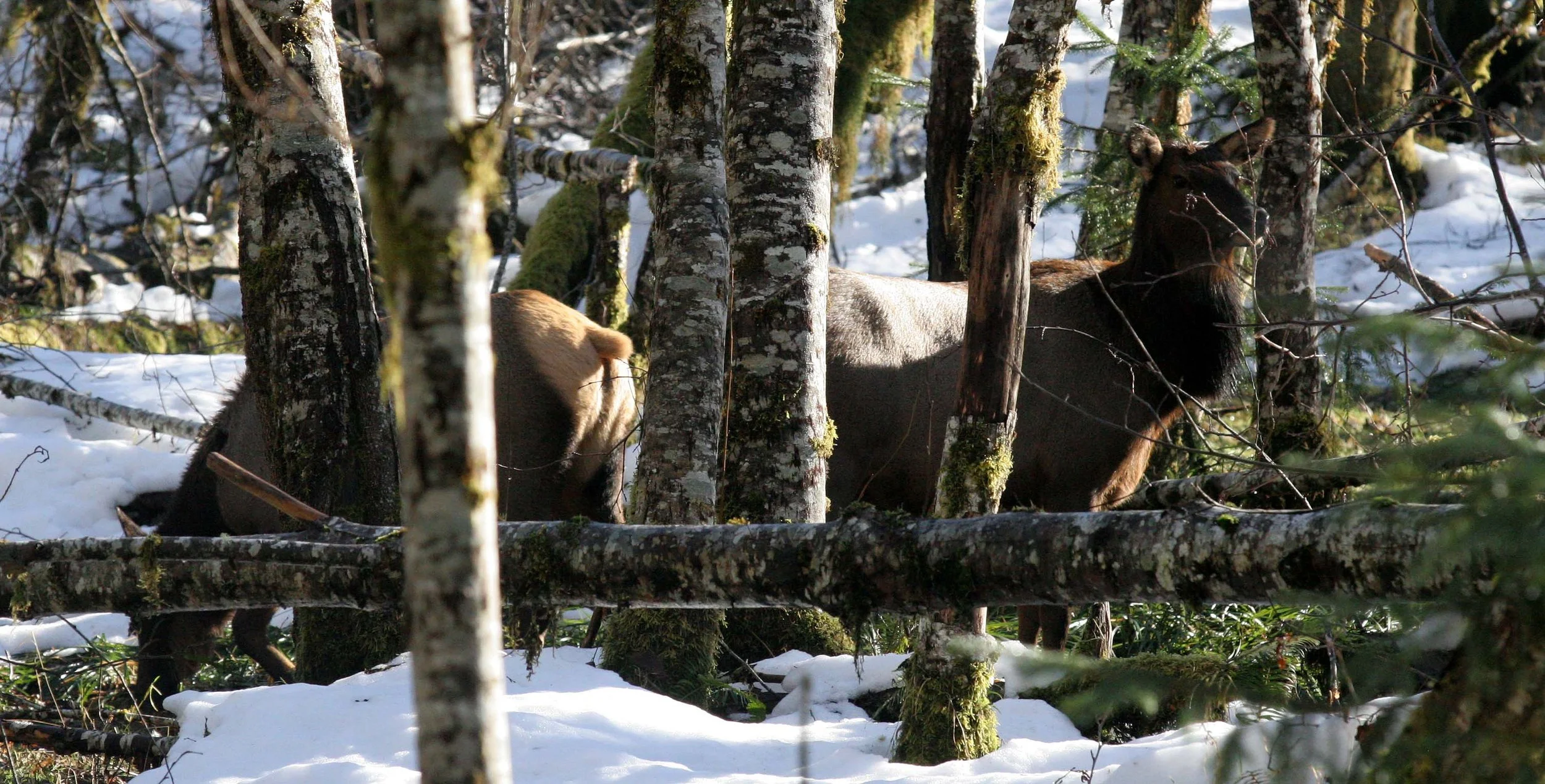 CERVID - ELK- ROOSEVELT ELK - HOH RAINFOREST WA (26).JPG