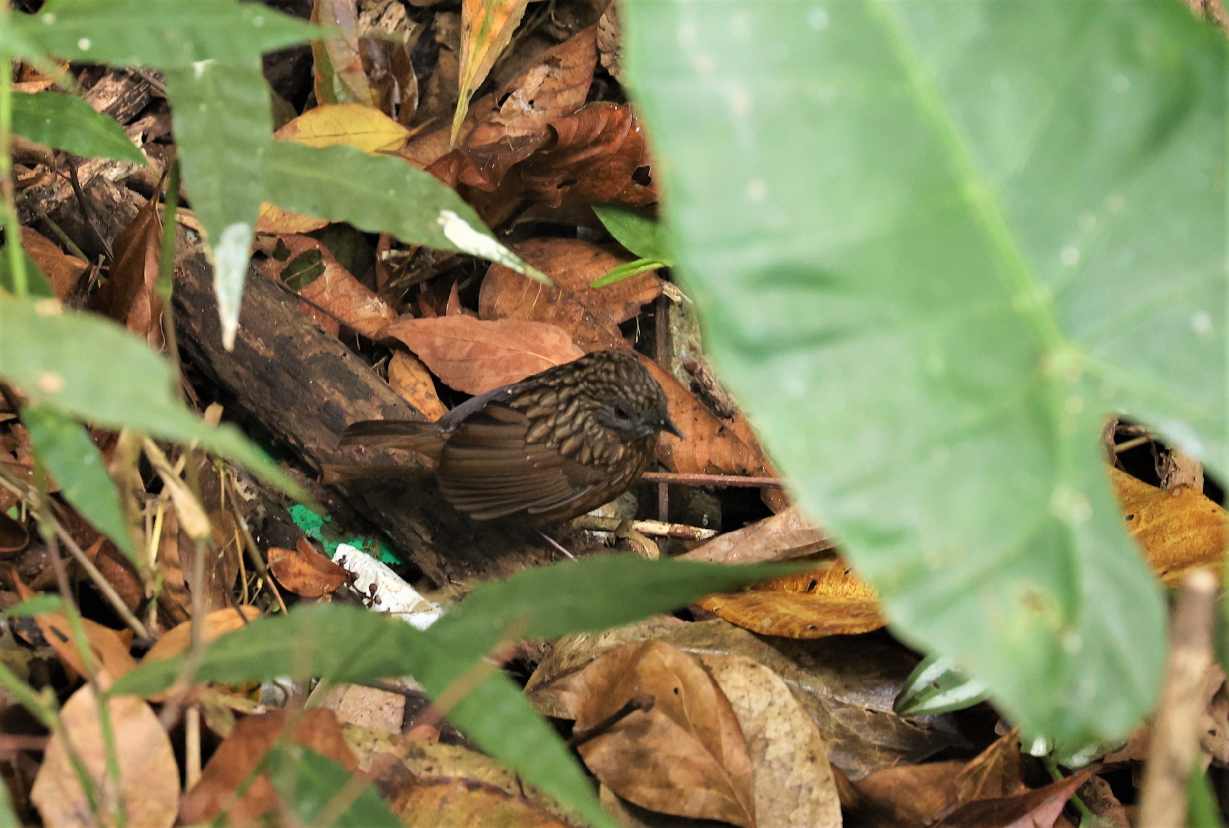 WREN-BABBLER - STREAKED WREN-BABBLER - Gypsophila brevicaudata - DOI ANG KHANG CHIANG MAI (5).jpg