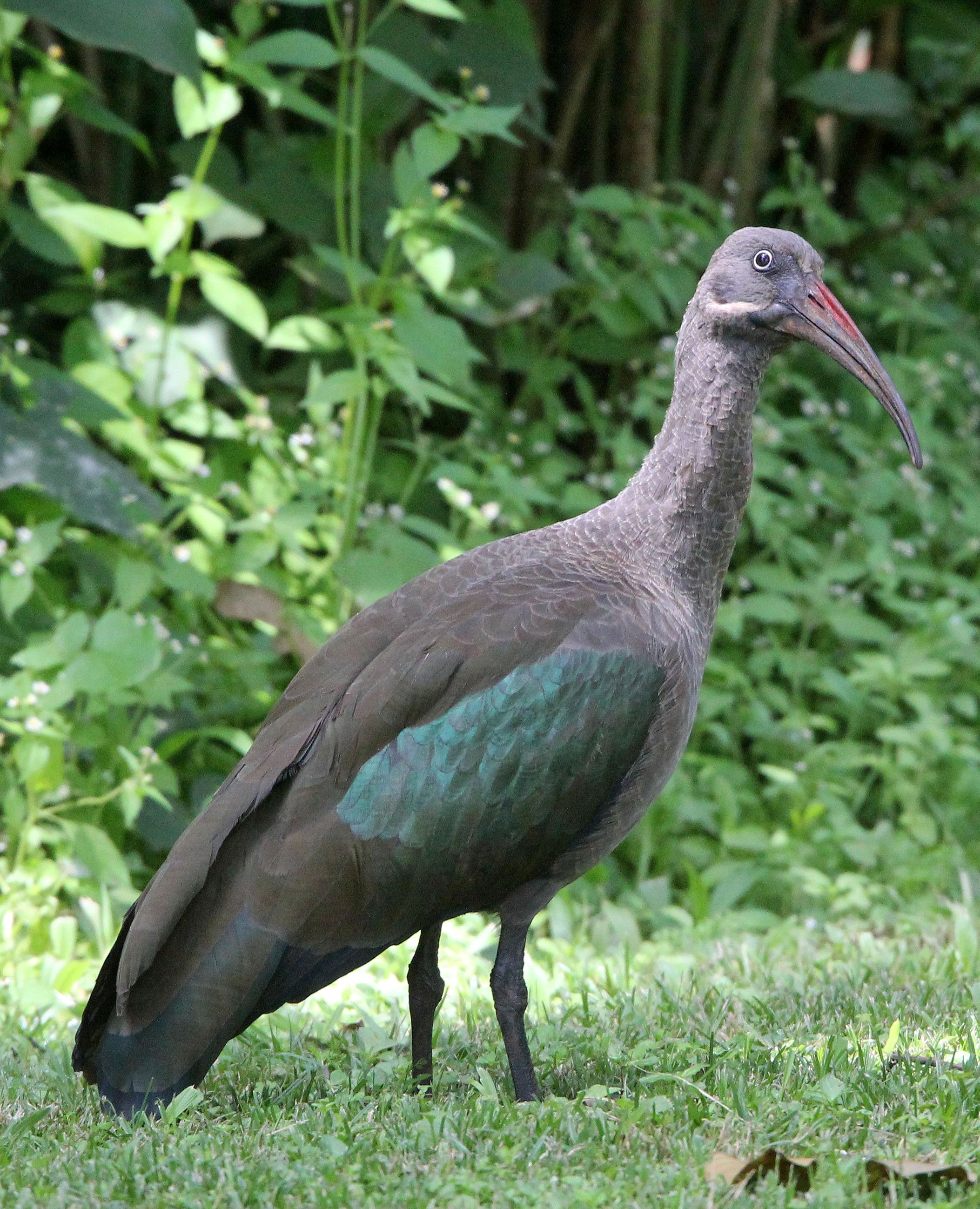 IBIS - HADADA IBIS - Bostrychia hagedash - ABERDERES NATIONAL PARK KENYA (10).JPG
