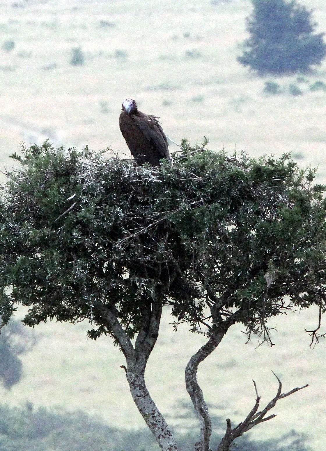 Trigonoceps occipitalis - WHITE-HEADED VULTURE - MASAI MARA NATIONAL PARK KENYA (2).JPG