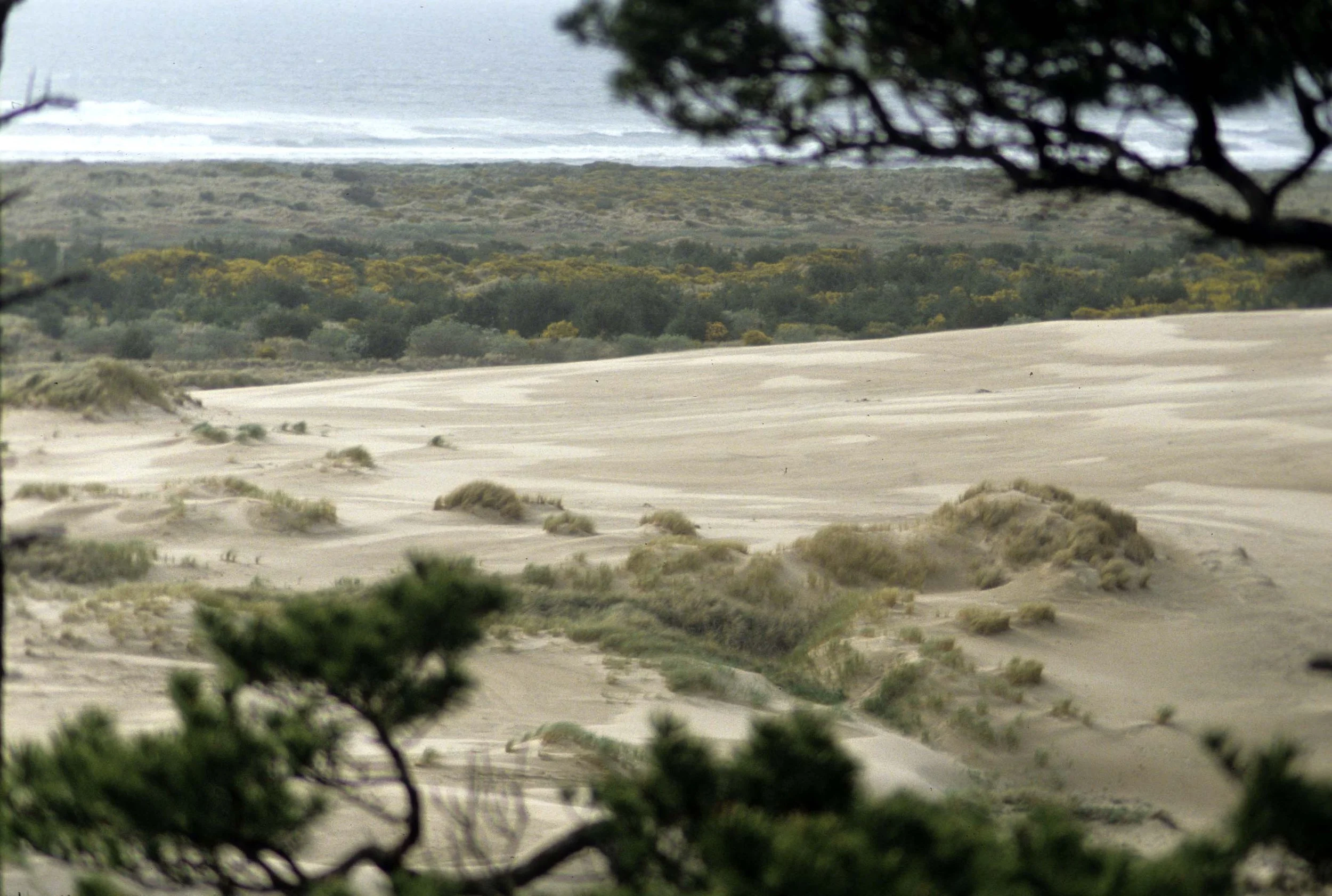 OREGON - OREGON DUNES NS.jpg