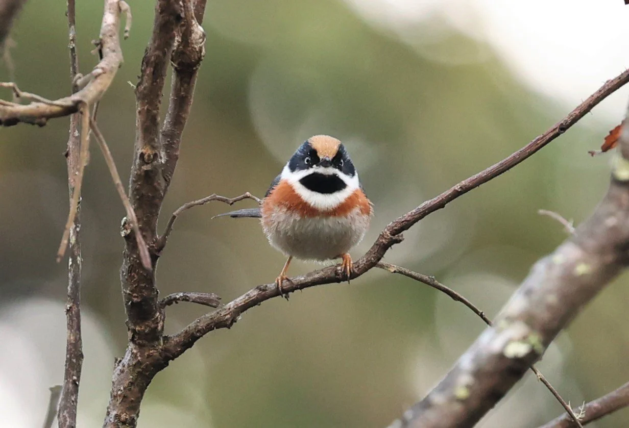 Black-throated Tit (Aegithalos concinnus) Doi Lang East, Doi Pha Hom Pok NP, Chiang Mai Thailand (67).JPG