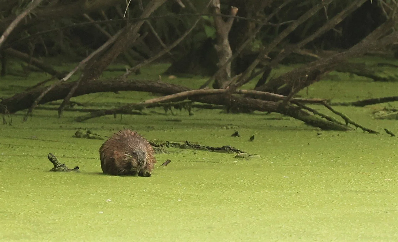 Genus Castor Beavers — Coke Smith Wildlife