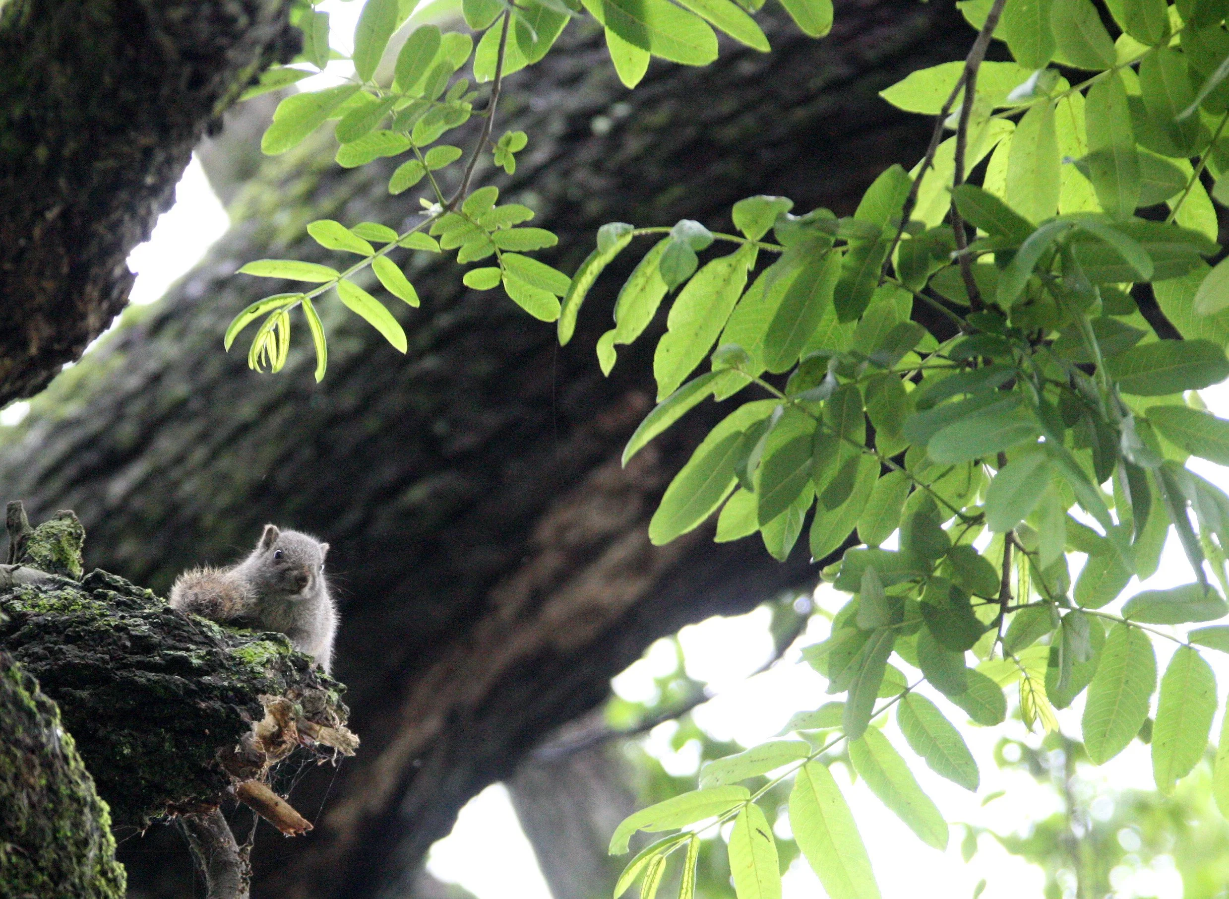 Callosciurus erythraeus - PALLAS'S SQUIRREL - HONGCUN VILLAGE ANHUI CHINA (2).JPG