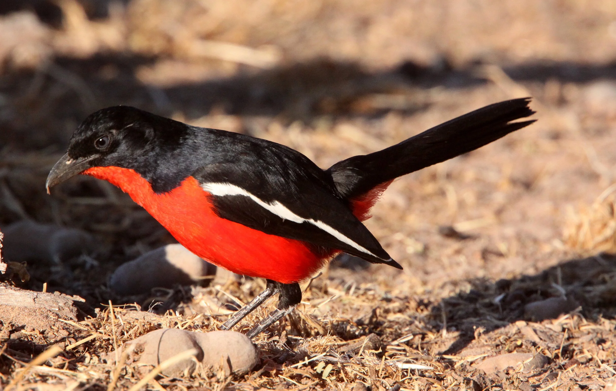 Crimson-breasted Shrike (Laniarius atrococcineus) Kgalagadi NP South Africa (13).JPG
