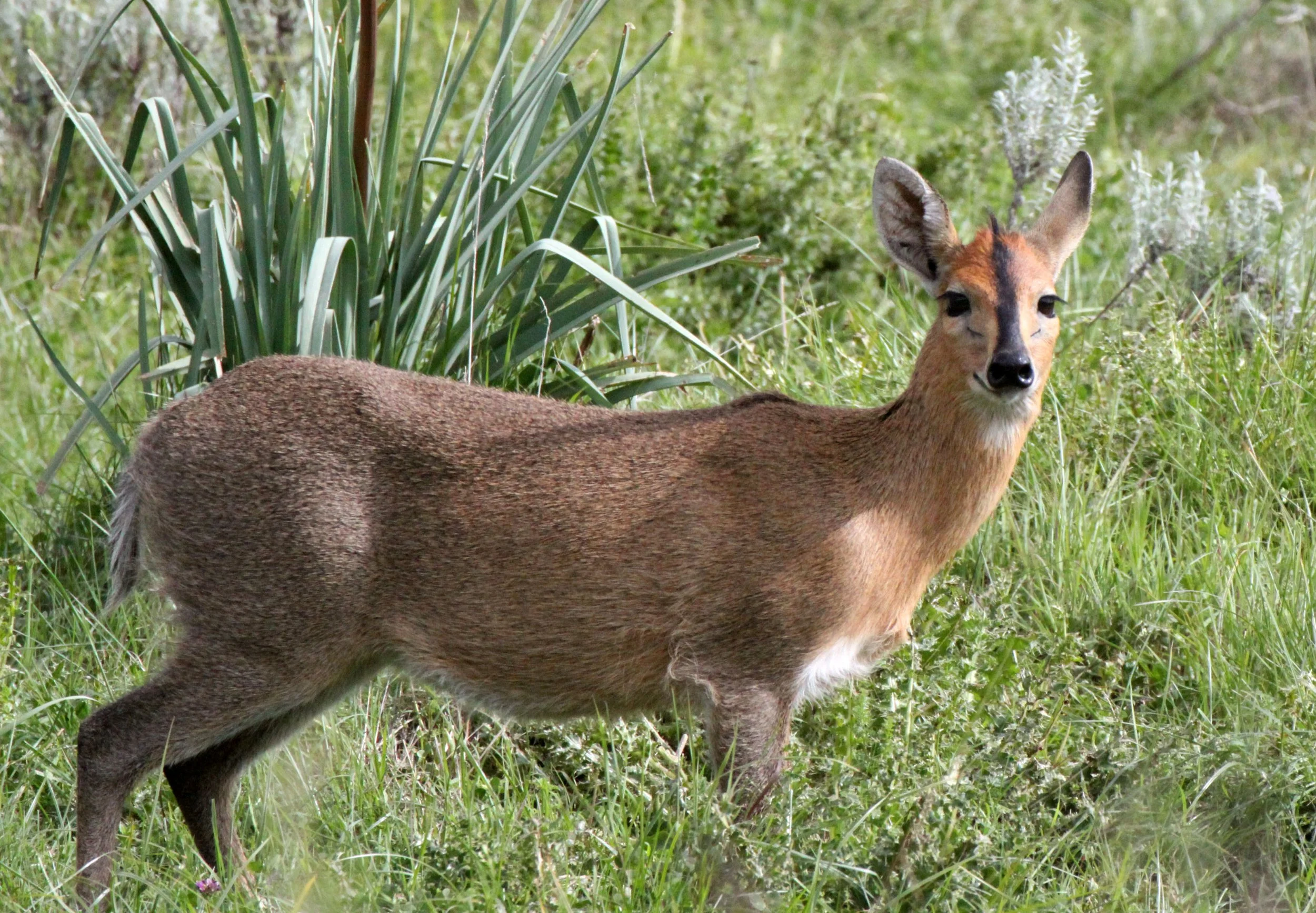 DUIKER - ETHIOPIAN RED DUIKER - Sylvicapra grimmia abyssinica - BALE MOUNTAINS NATIONAL PARK ETHIOPIA (9).JPG