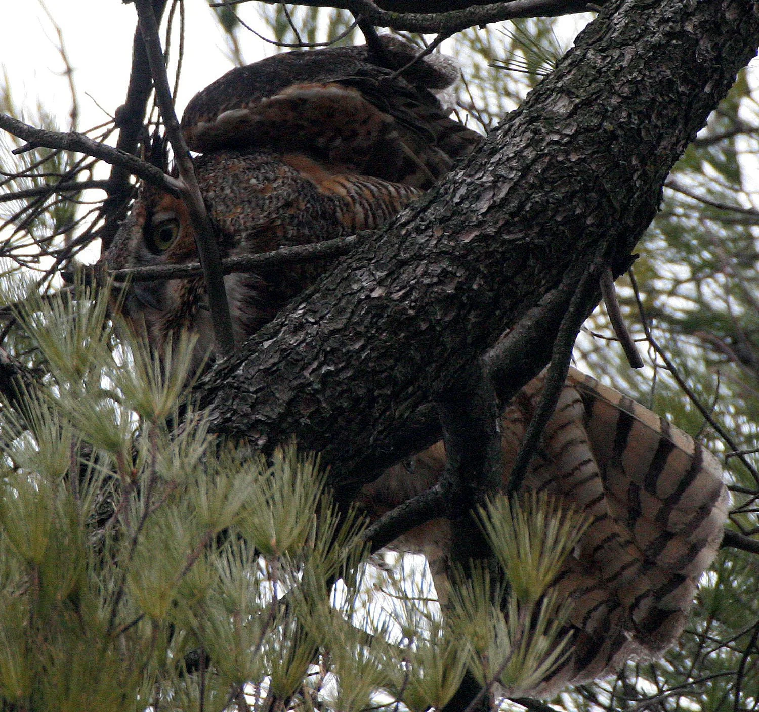 Bubo virginianus - GREAT-HORNED OWL - GENEVA COURTHOUSE ILLINOIS (51).JPG