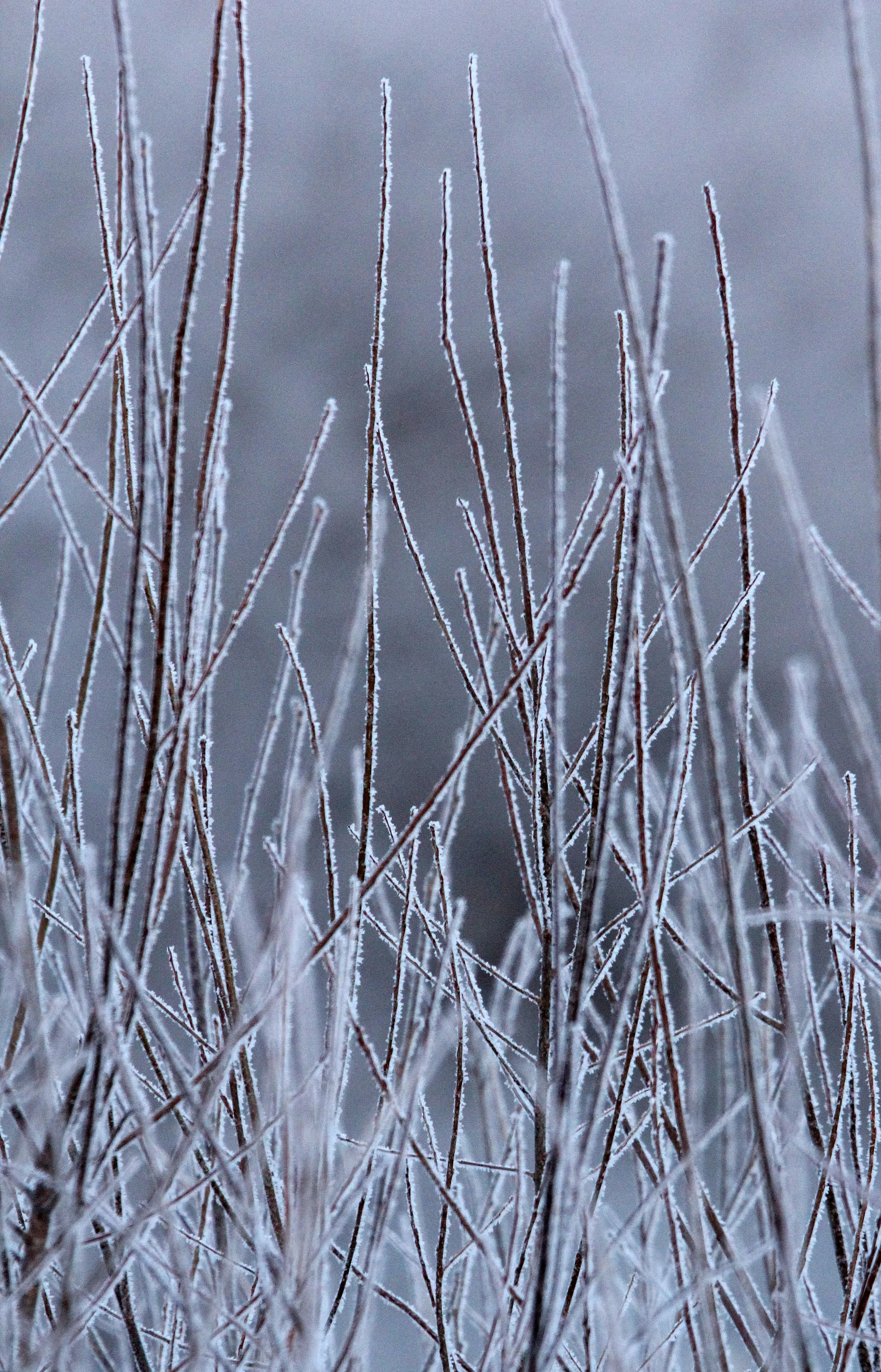 OTOWABASHI SETSUGAWA - TSURUI TOWN - HOKKAIDO JAPAN (10).JPG
