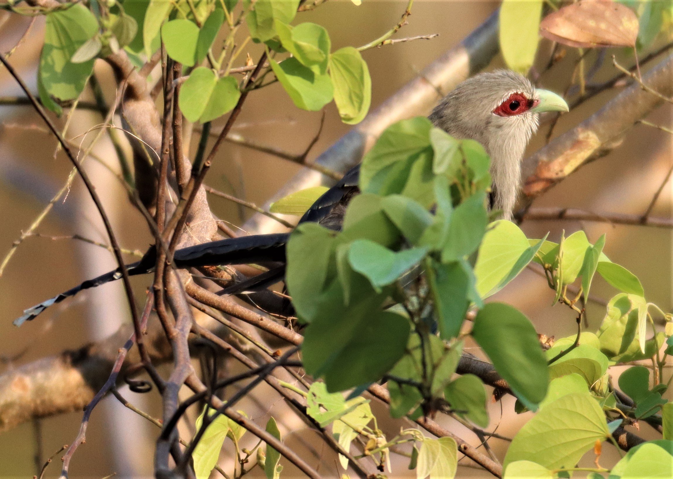 Green-billed Malkoha (Phaenicophaeus tristis) Pak Chong Hot Springs Thailand (18).jpg