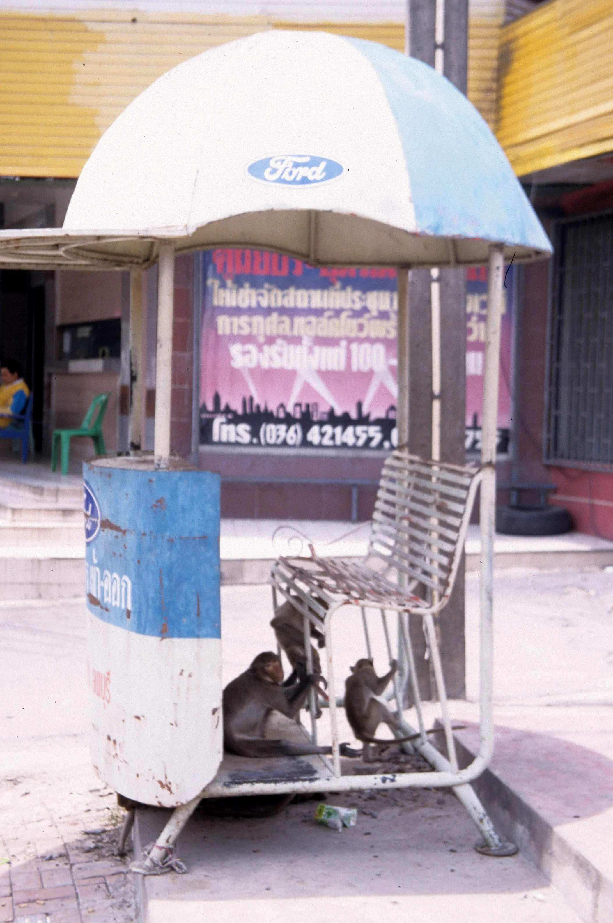 LOPBURI - MACAQUES IN STREET A.jpg