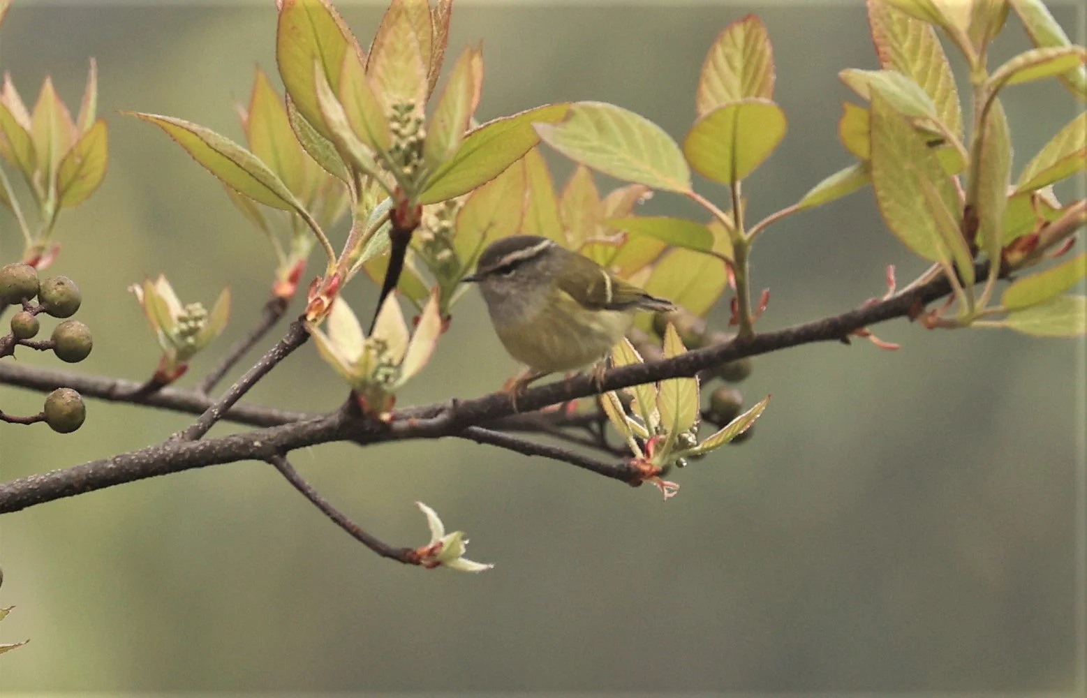 Hume's or Mandelli's Leaf Warbler - Phylloscopus (humei) mandellii - Doi San Ju (Lang West), Thailand