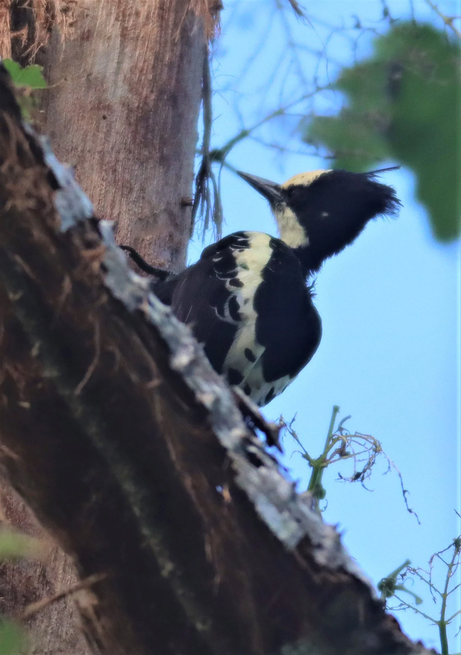 WOODPECKER - HEART-SPOTTED WOODPECKER - Hemicircus canente - KHAO YAI NATIONAL PARK (3).jpg