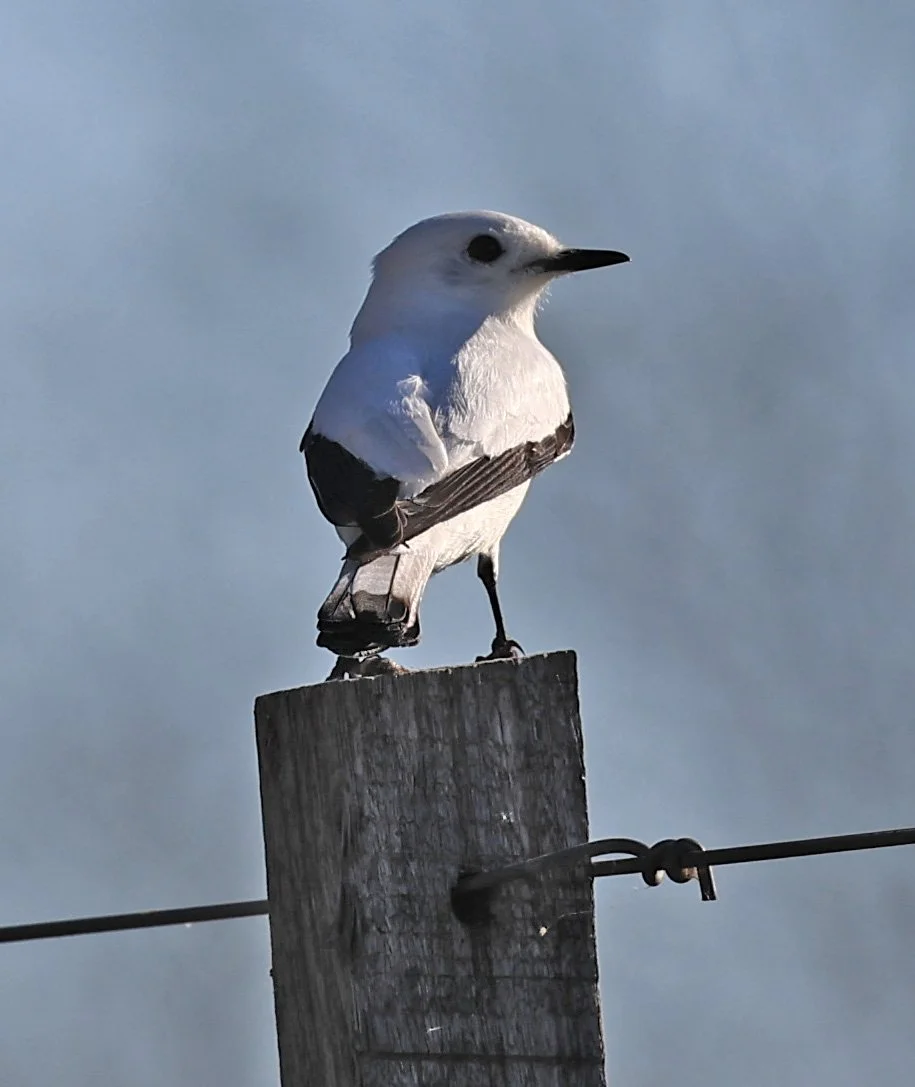 White Monjita (Xolmis irupero) Fortin Toledo Paraguay (8).jpg