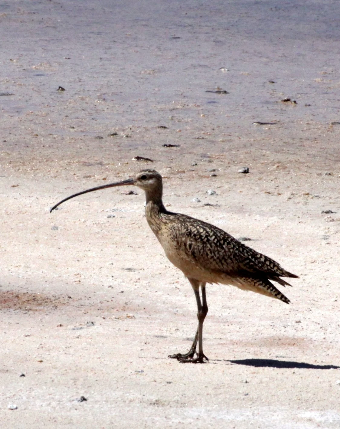 BIRD - CURLEW - LONG-BILLED CURLEW - ALAMOGORDO NEW MEXICO - WETLANDS DUE SOUTH (3).JPG