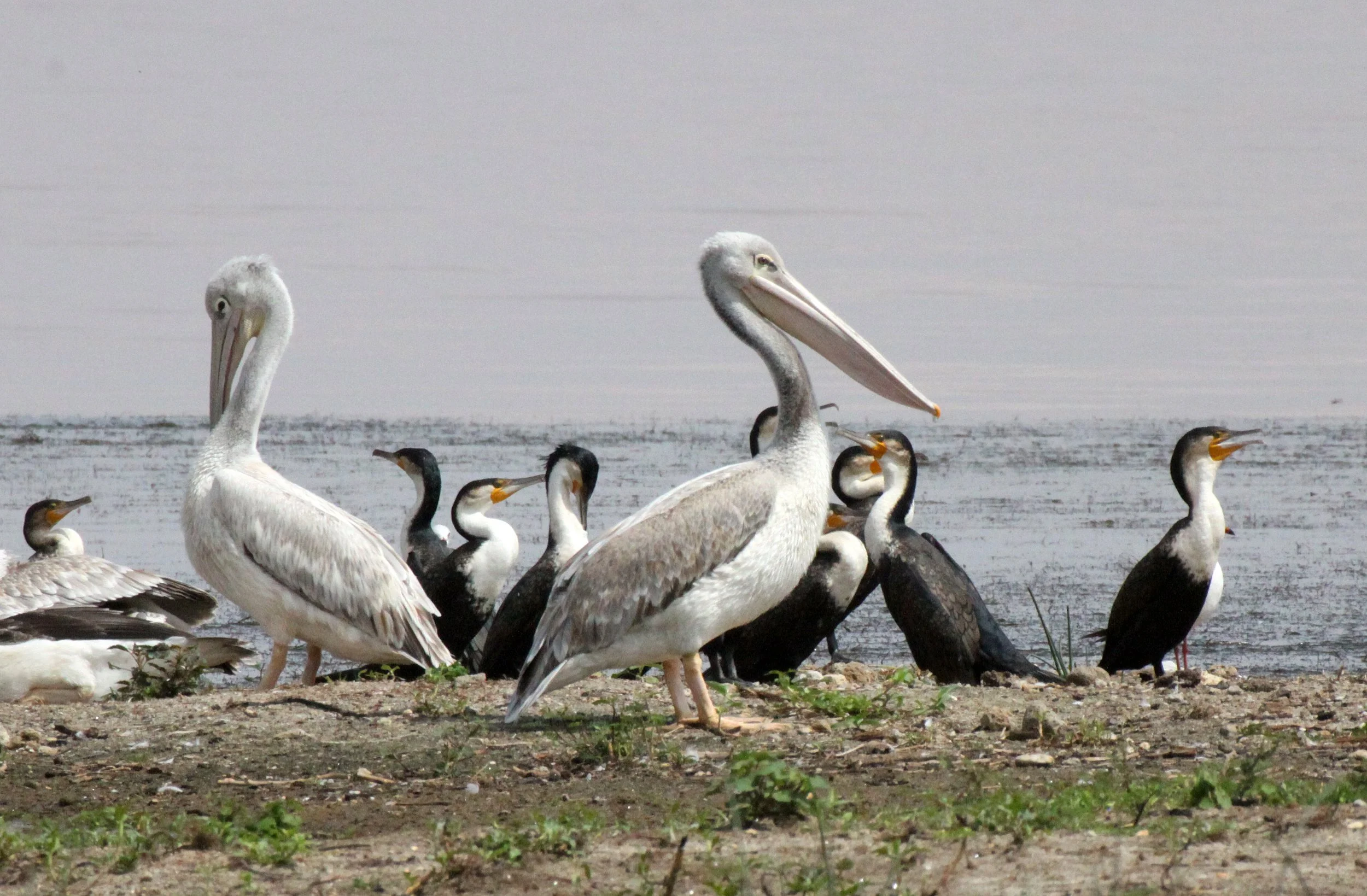 Pelecanus rufescens - PINK-BACKED PELICAN - LANGANO LAKE ETHIOPIA (7).JPG