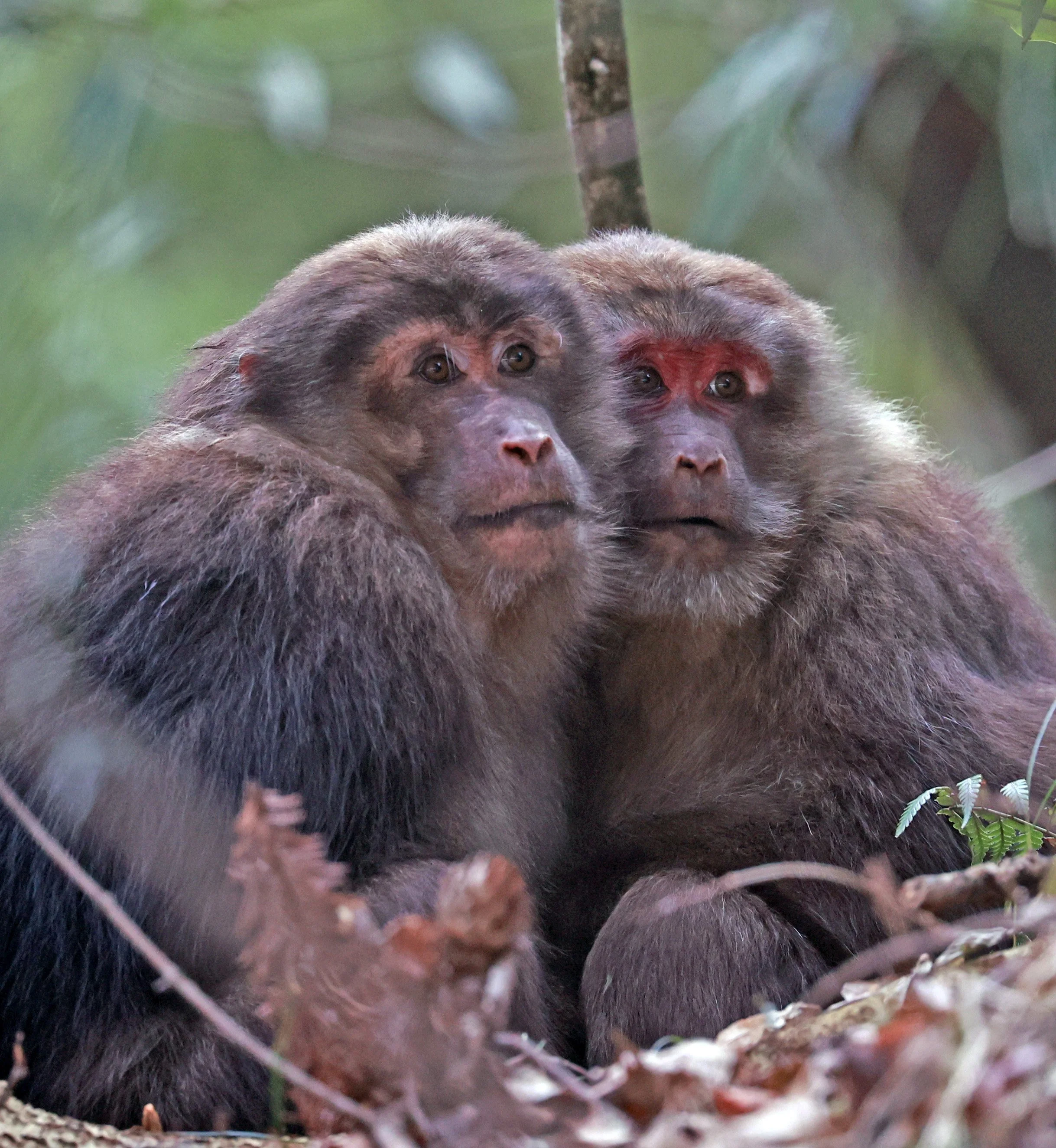 Tibetan Macaque (Macaca thibetana) Tangjiahe National Nature Reserve, Sichuan China (40).jpg