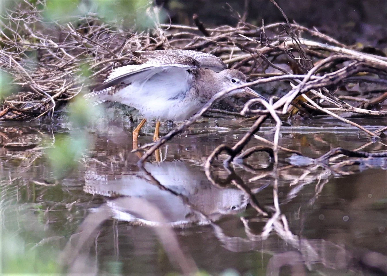 REDSHANK - COMMON REDSHANK - Tringa totanus - BANG PU FOREST PARK 25 SEP 2021 (6).jpg