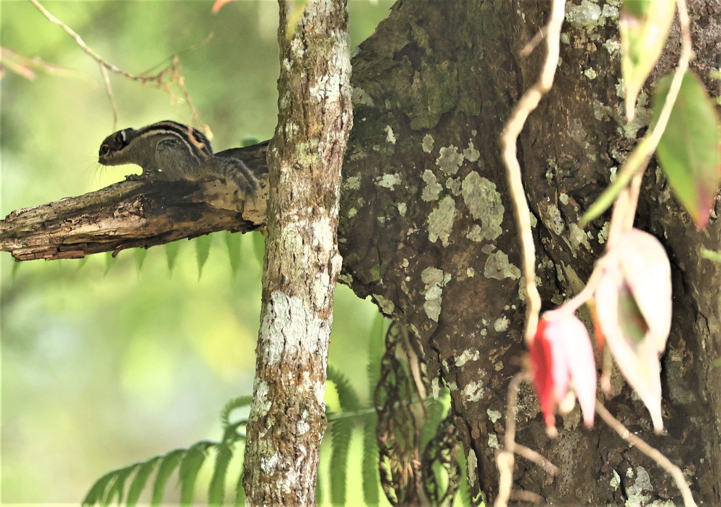 Tamiops mcclellandii - HIMALAYAN STRIPED SQUIRREL - FRASER'S HILL, MALAYSIA JUNE 2022 (2).jpg