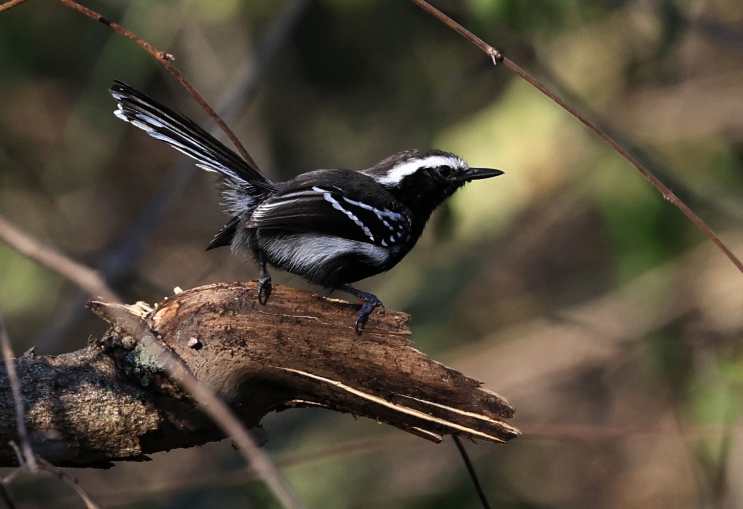 Black-bellied Antwren (Formicivora melanogaster) Agua Dulce Paraguay (4).jpg