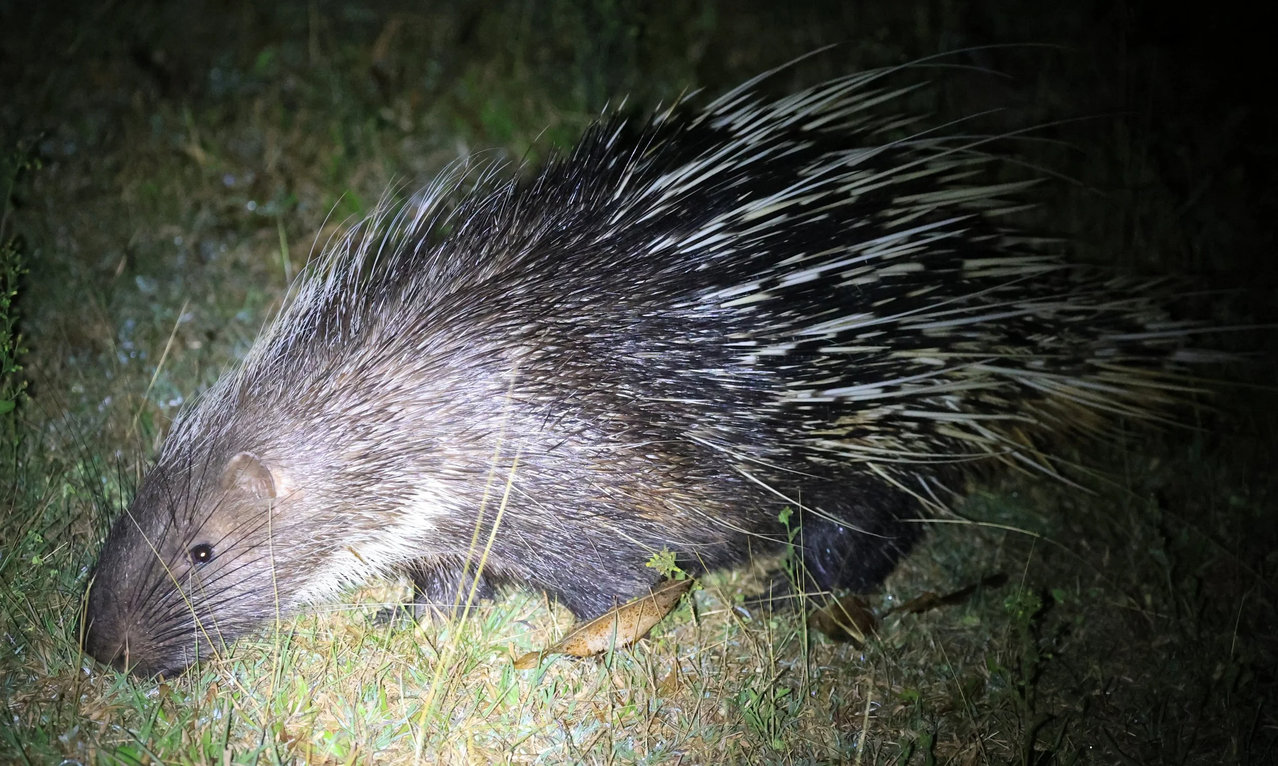 East Asian Porcupine (Hystrix brachyura) Khao Yai National Park Feb 2026 Day 2 (9).jpg