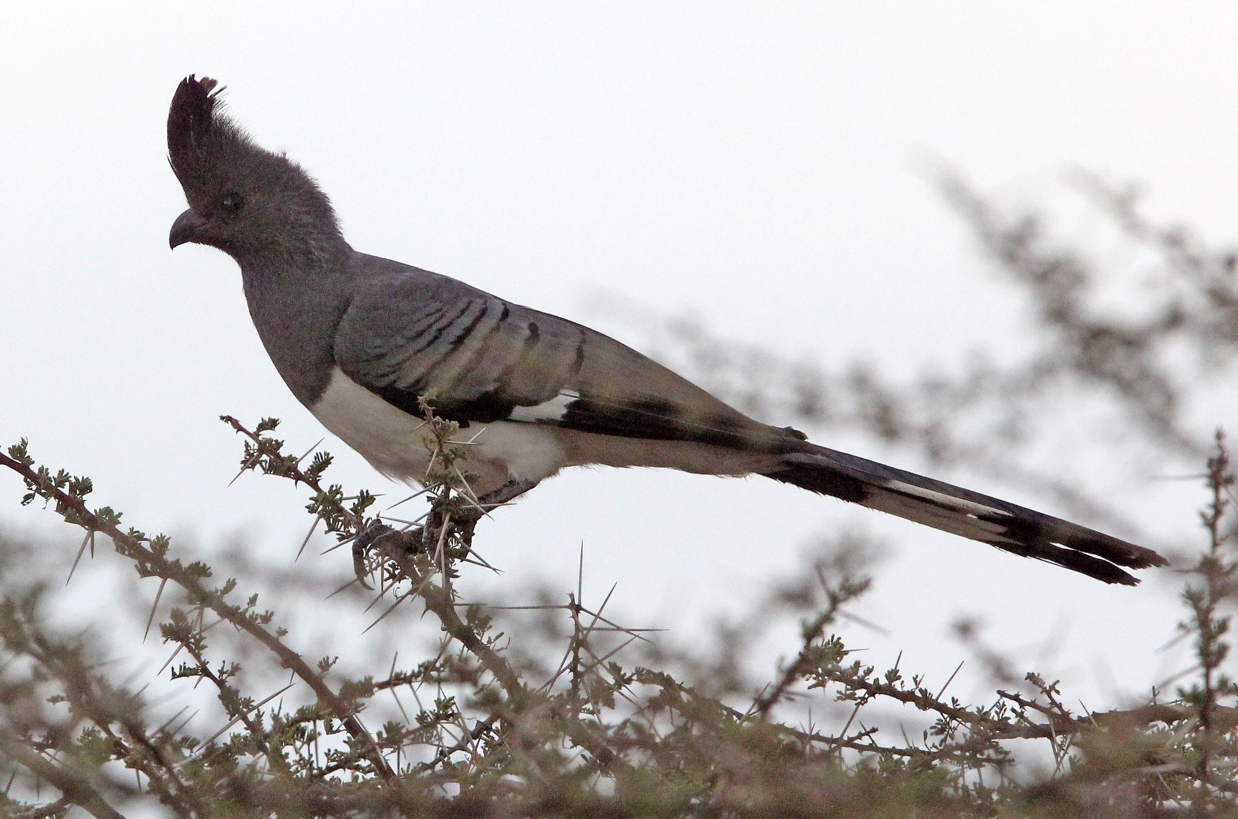 White-bellied Go-away-bird (Crinifer leucogaster) Samburu NP Kenya (7).JPG