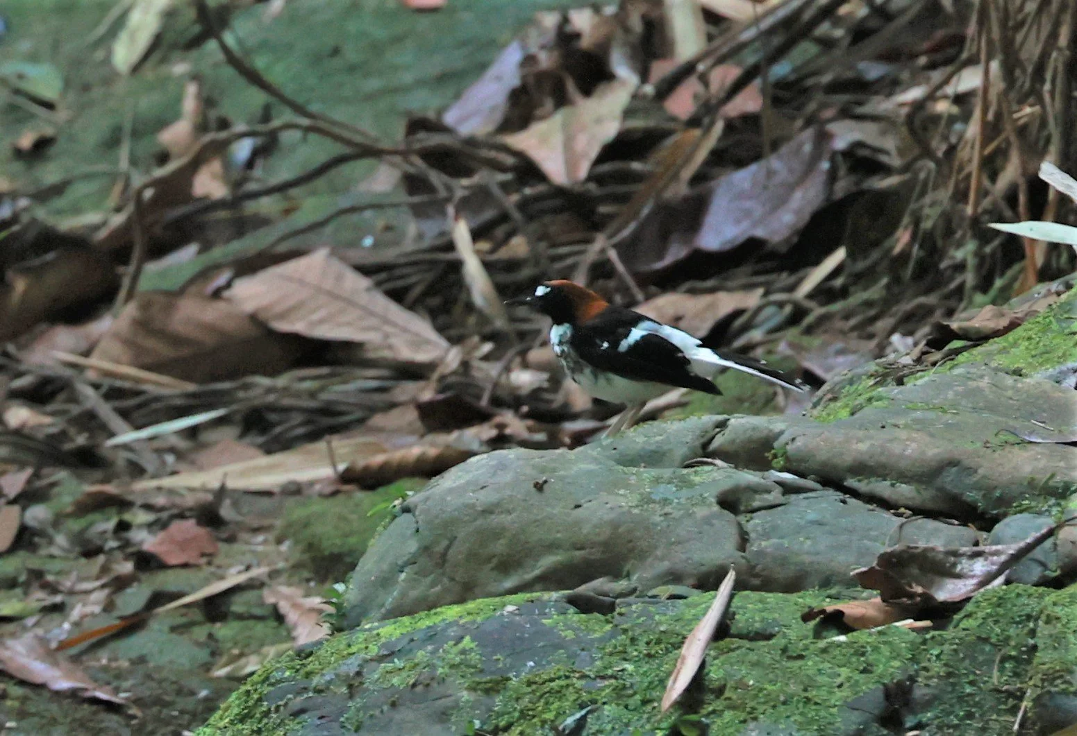 FORKTAIL - Chestnut-naped Forktail - Enicurus ruficapillus - Si Phang Nga National Park, Thailand Feb 18-19, 2023 (5).jpg