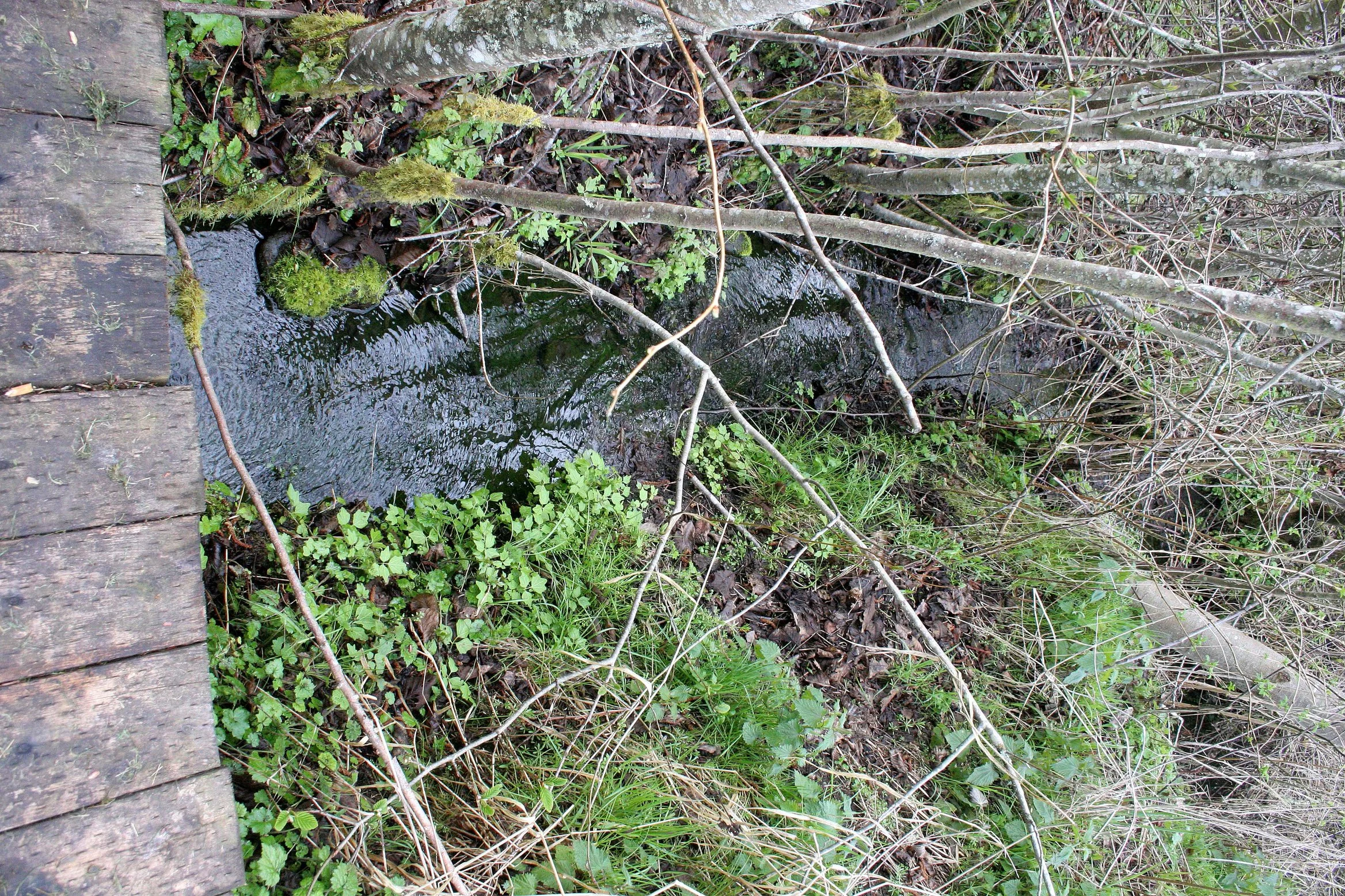 2008-4-19 LAKE FARM TRAILS WALK (42).JPG