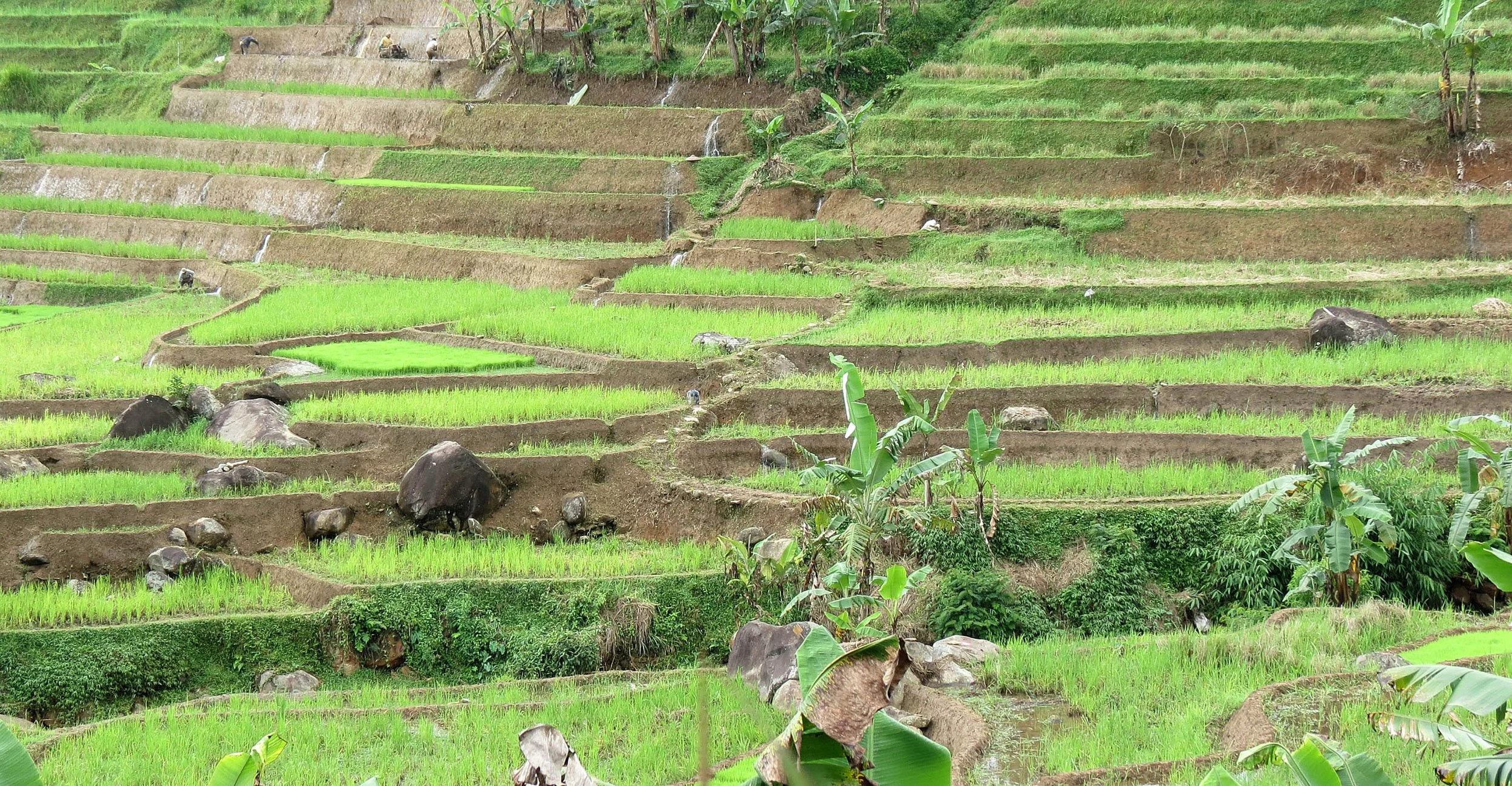 HALIMUN  NATIONAL PARK - JAVA BARAT INDONESIA (51).JPG