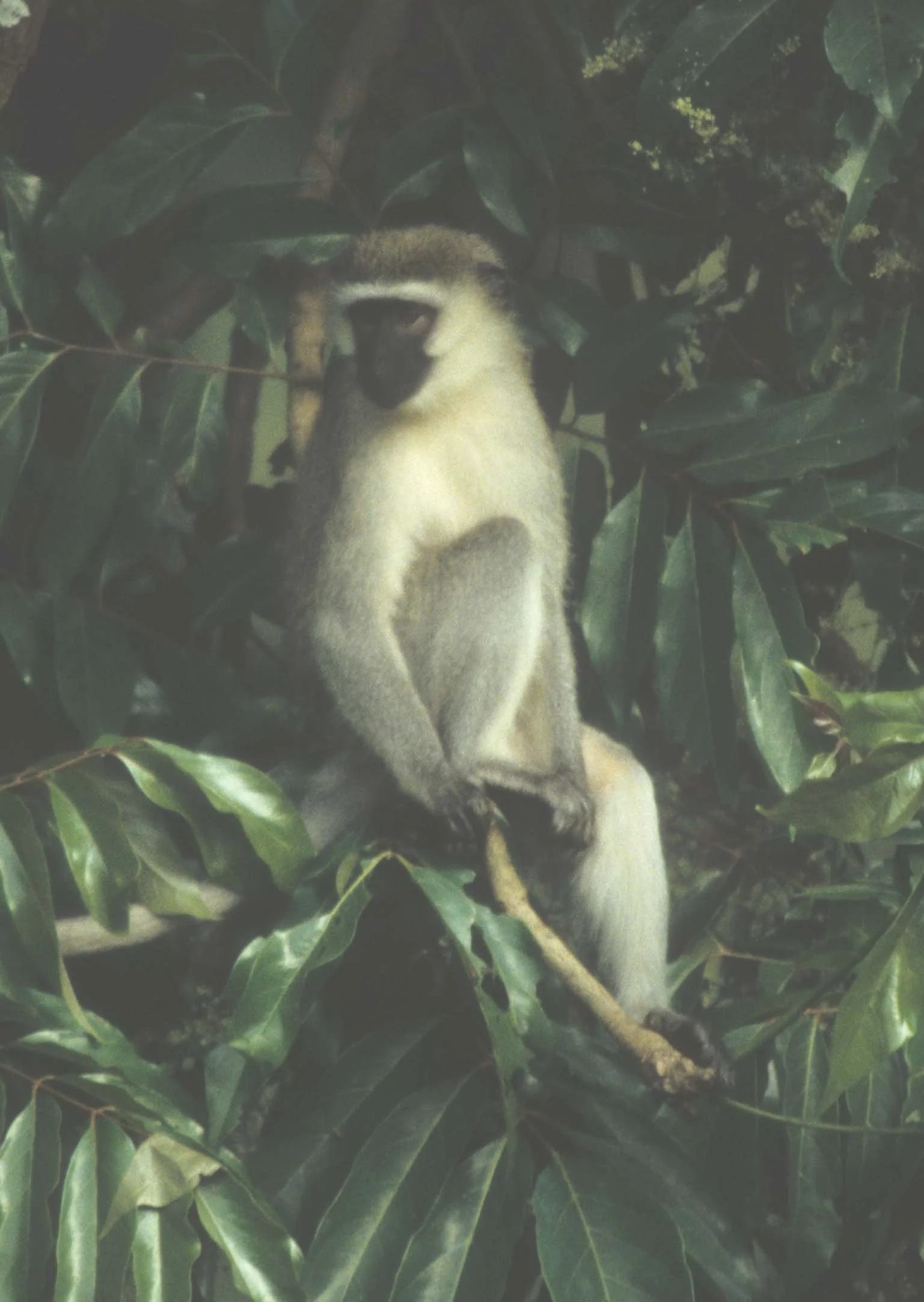 CERCOPITHECIDAE - Chlorocebus pygerythrus hilgerti - HILGERT'S VERVET MONKEY - ENTEBBE BOTANICAL GARDENS UGANDA (2).jpg