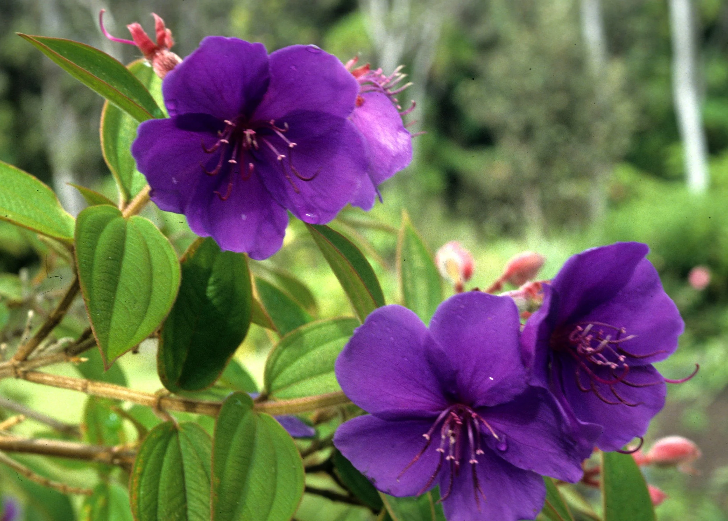 HAWAII - HAWAII - PLANT SPECIES D.jpg