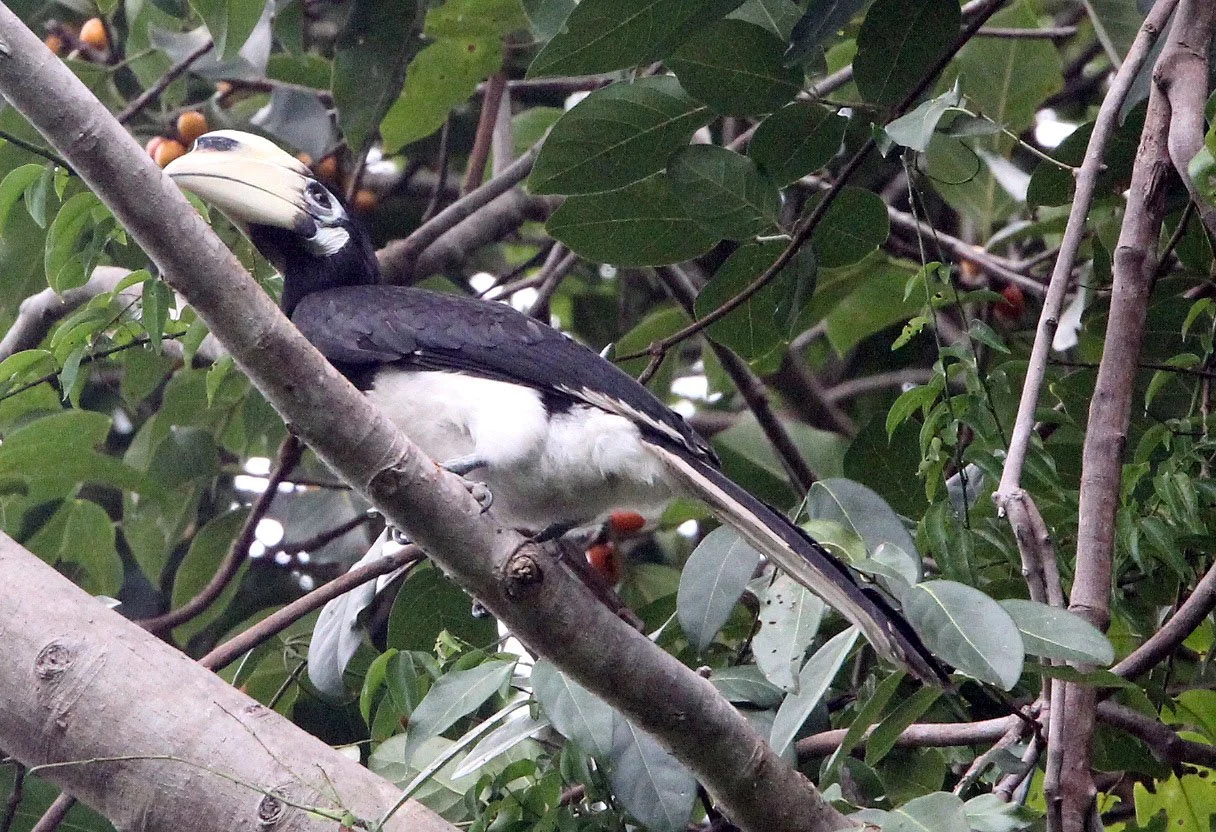 Anthracoceros albirostris convexus - ORIENTAL PIED HORNBILL - UJUNG KULON NATIONAL PARK JAVA BARAT INDONESIA (7).JPG