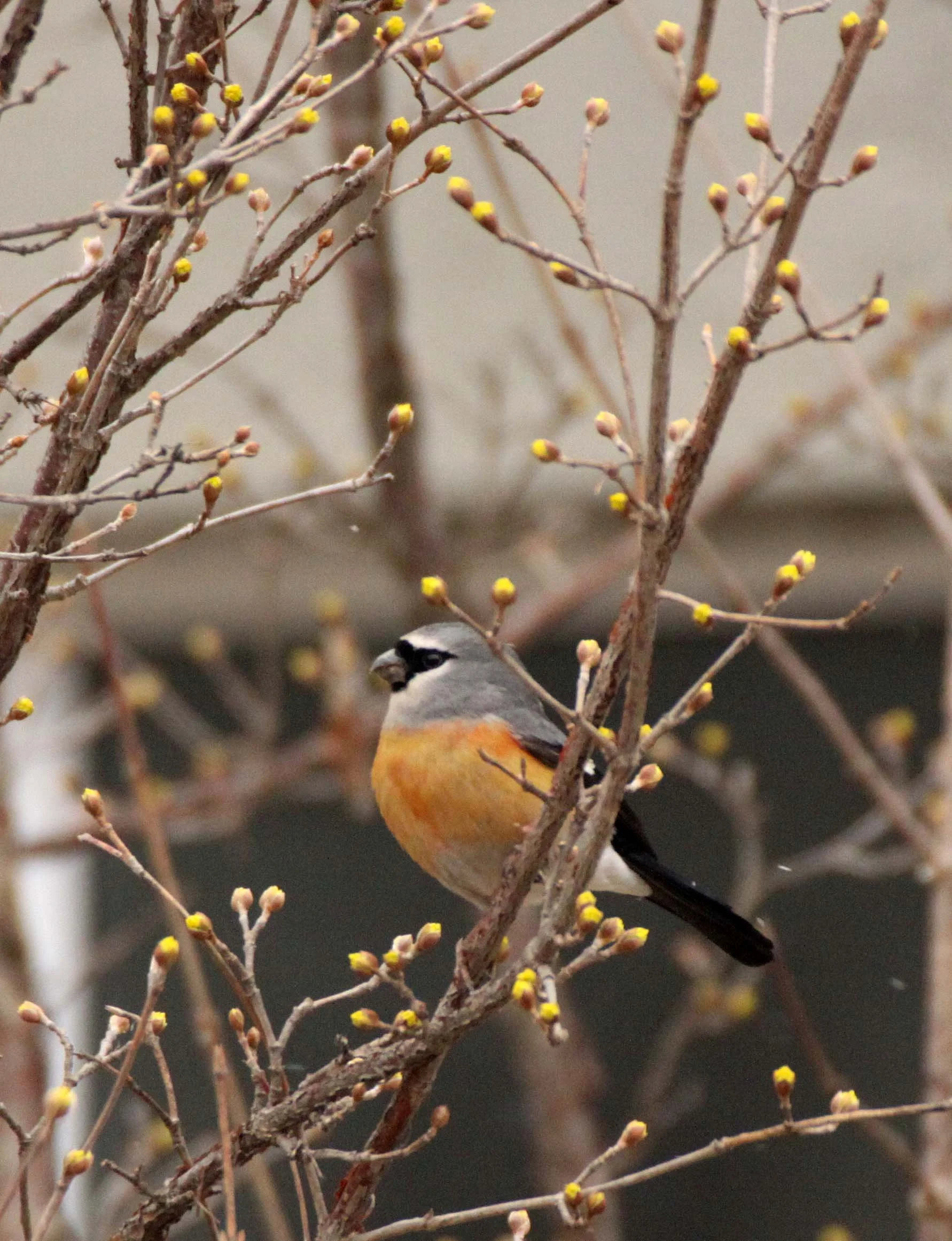 Grey-headed Bullfinch (Pyrrhula erythaca) foping Nature Reserve, Shaanxi China (19).JPG
