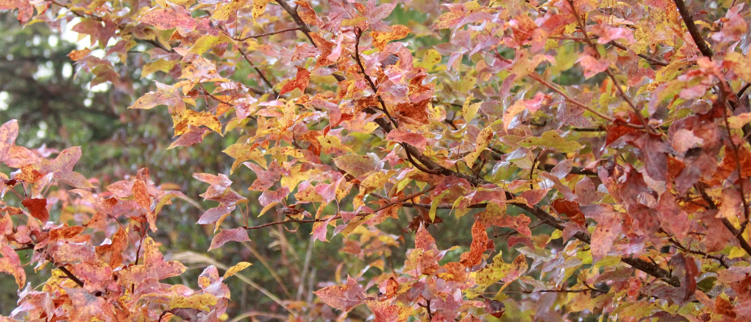 MEIHUASHAN - FUJIAN CHINA (59).JPG