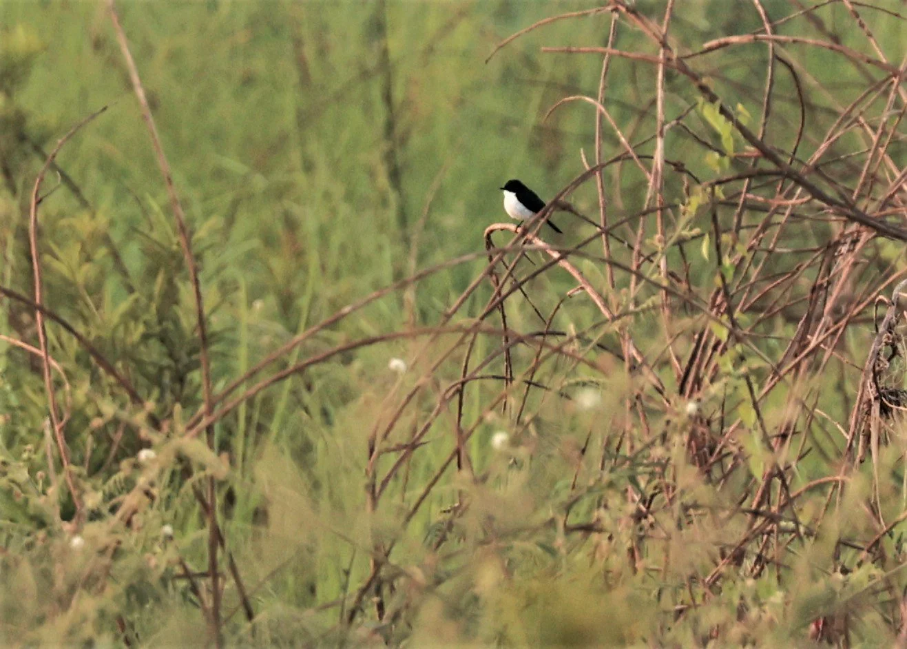 BUSH CHAT - JERDON'S BUSH CHAT - Saxicola jerdoni - Pak Chom Loei Province Mekong River (7).jpg